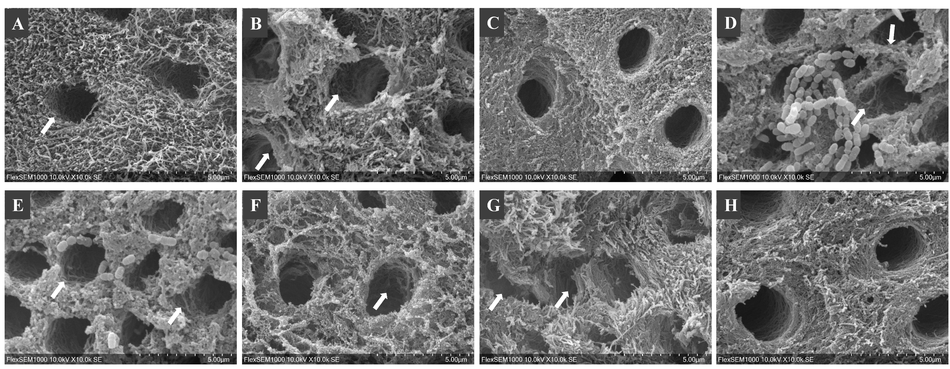Dentistry 10 00223 g004 Dentistry 10 00223 g004