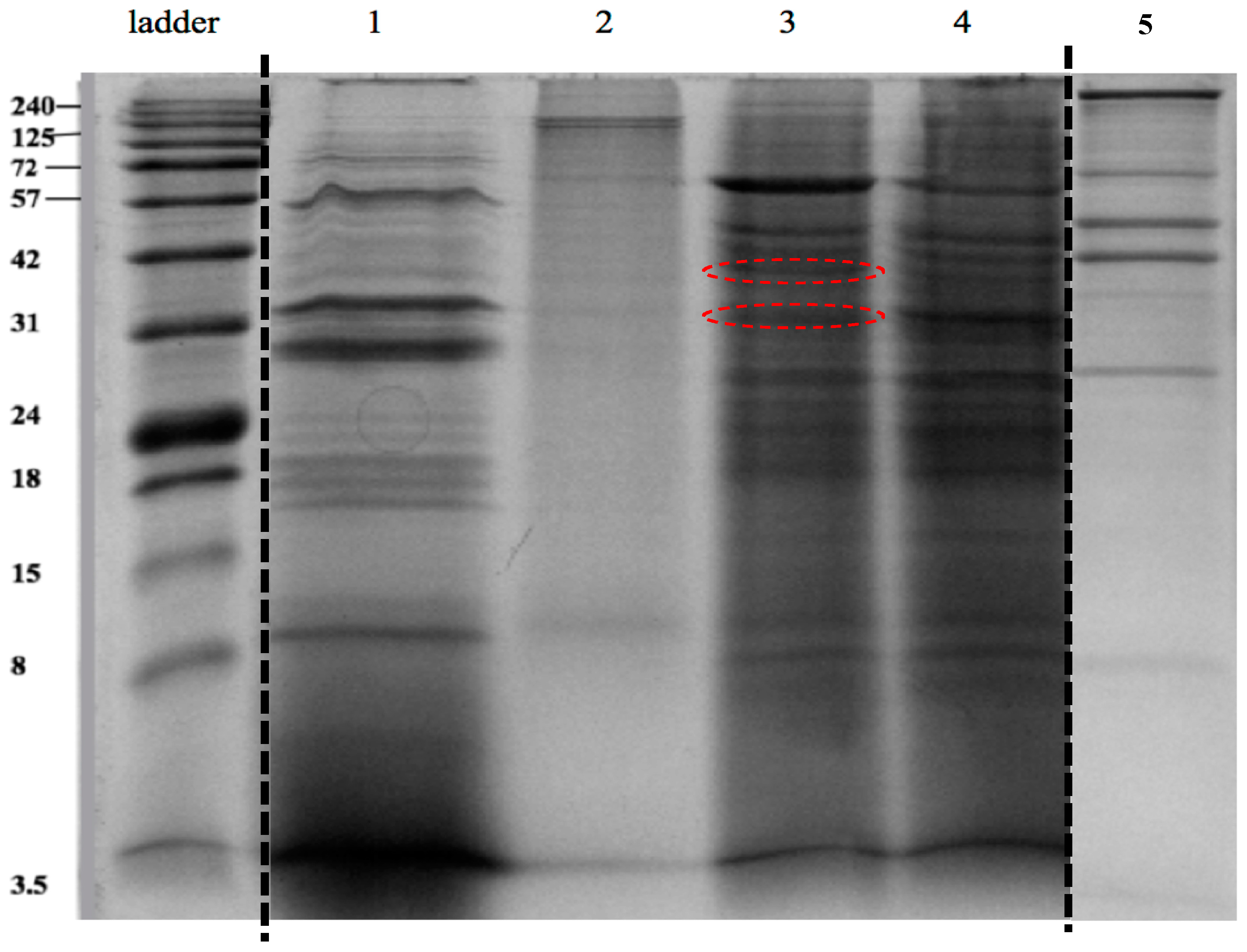 Dentistry 10 00223 g005 Dentistry 10 00223 g005