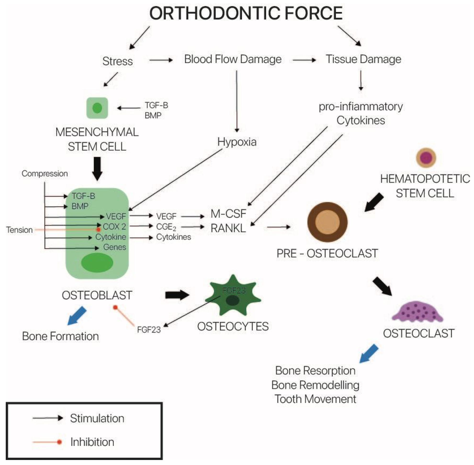 Dentistry 10 00229 g004 Dentistry 10 00229 g004