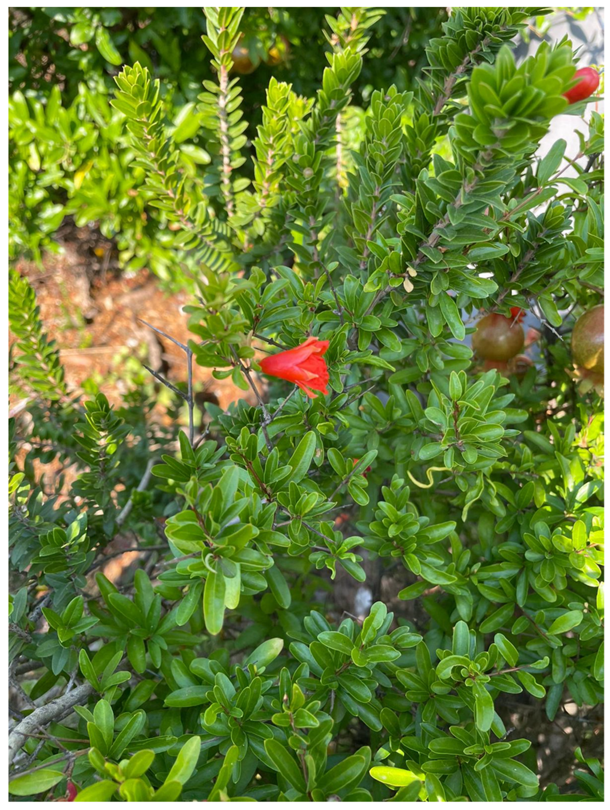 Dentistry 10 00234 g001 Dentistry 10 00234 g001