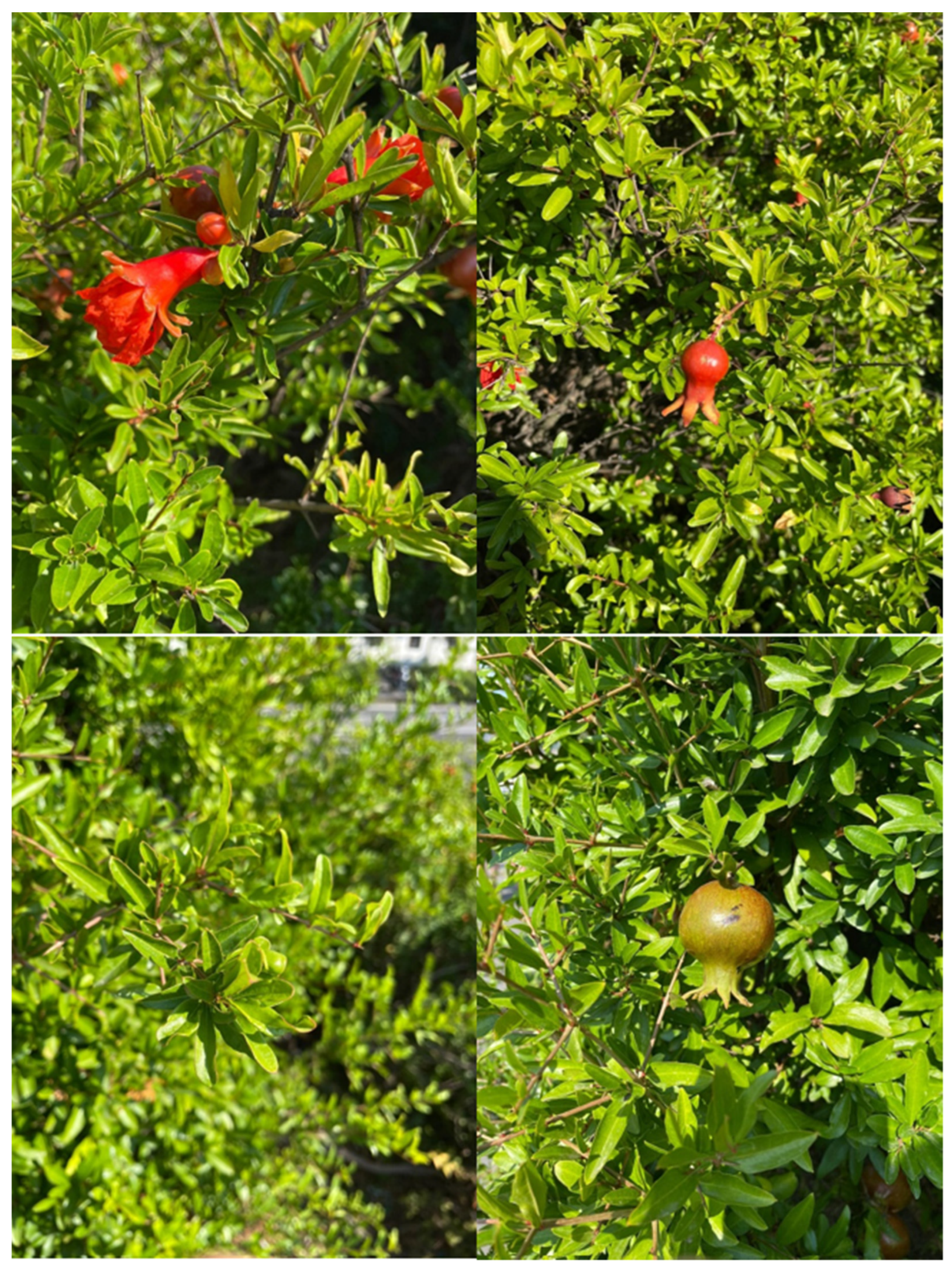 Dentistry 10 00234 g002 Dentistry 10 00234 g002