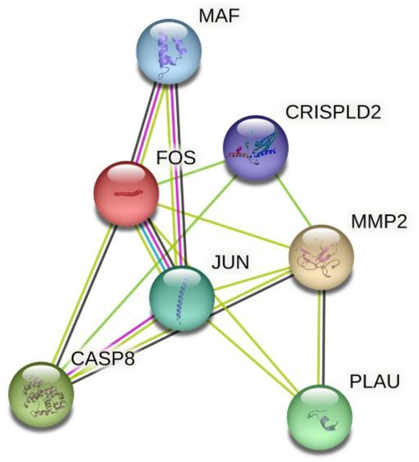 US-Brazil Collaboration in Understanding the Biomechanics of Craniofacial  Disorders