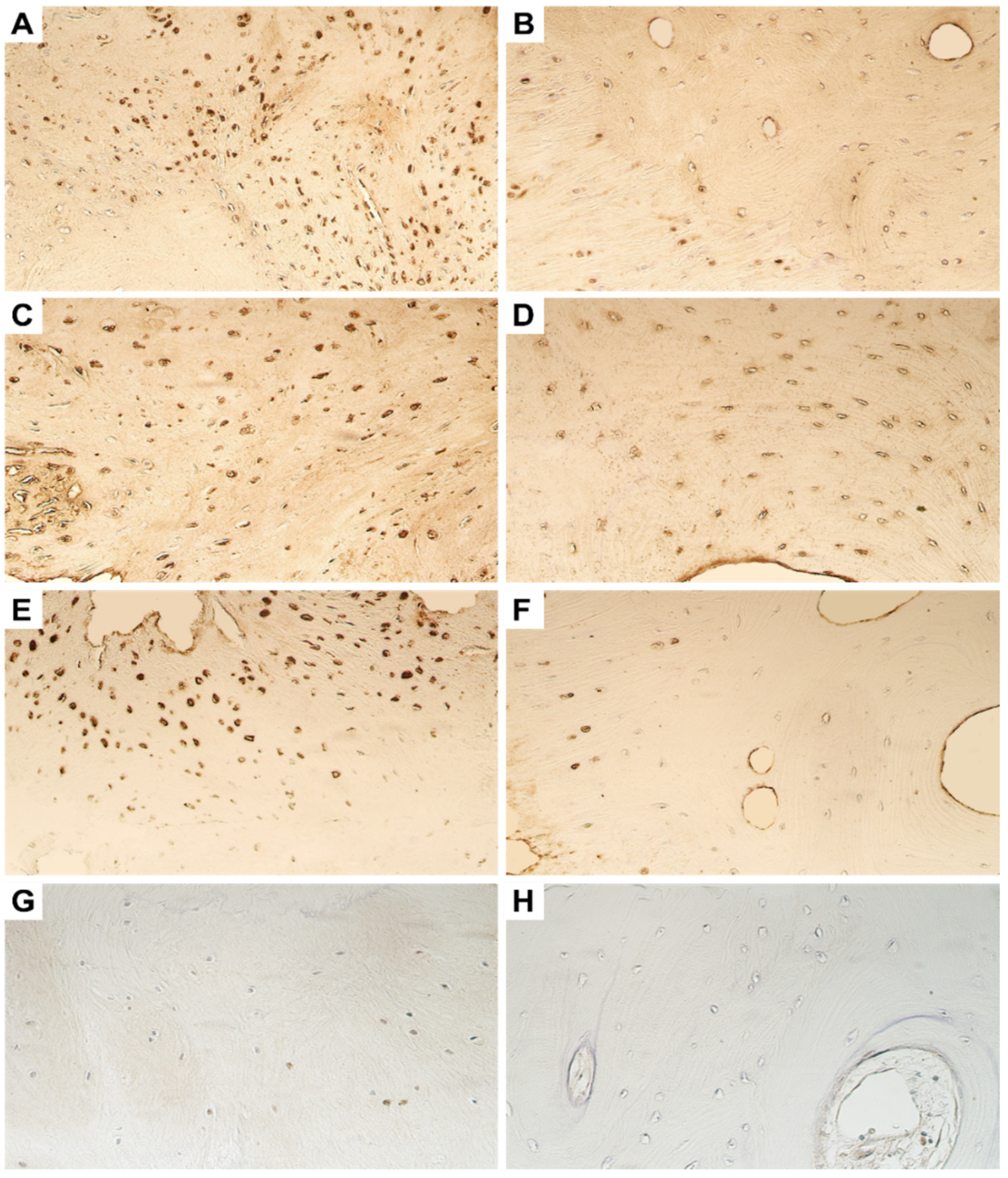 Dentistry 11 00016 g002
