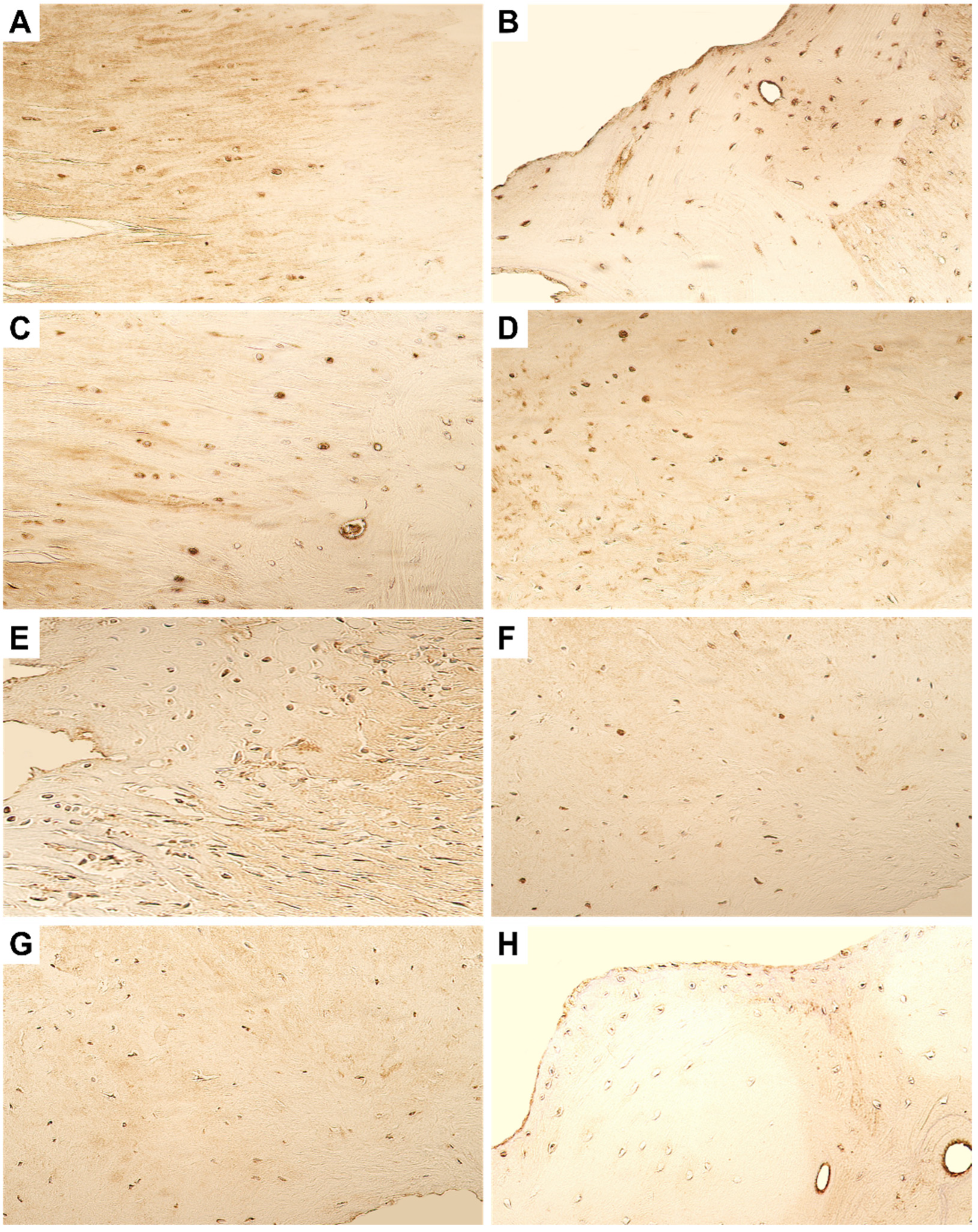 Dentistry 11 00016 g004