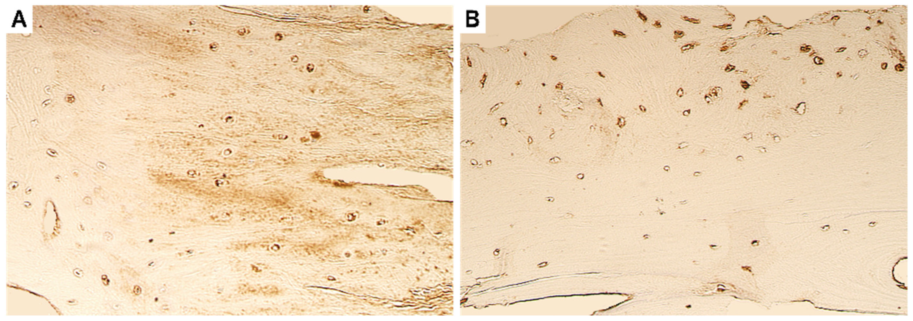 Dentistry 11 00016 g005