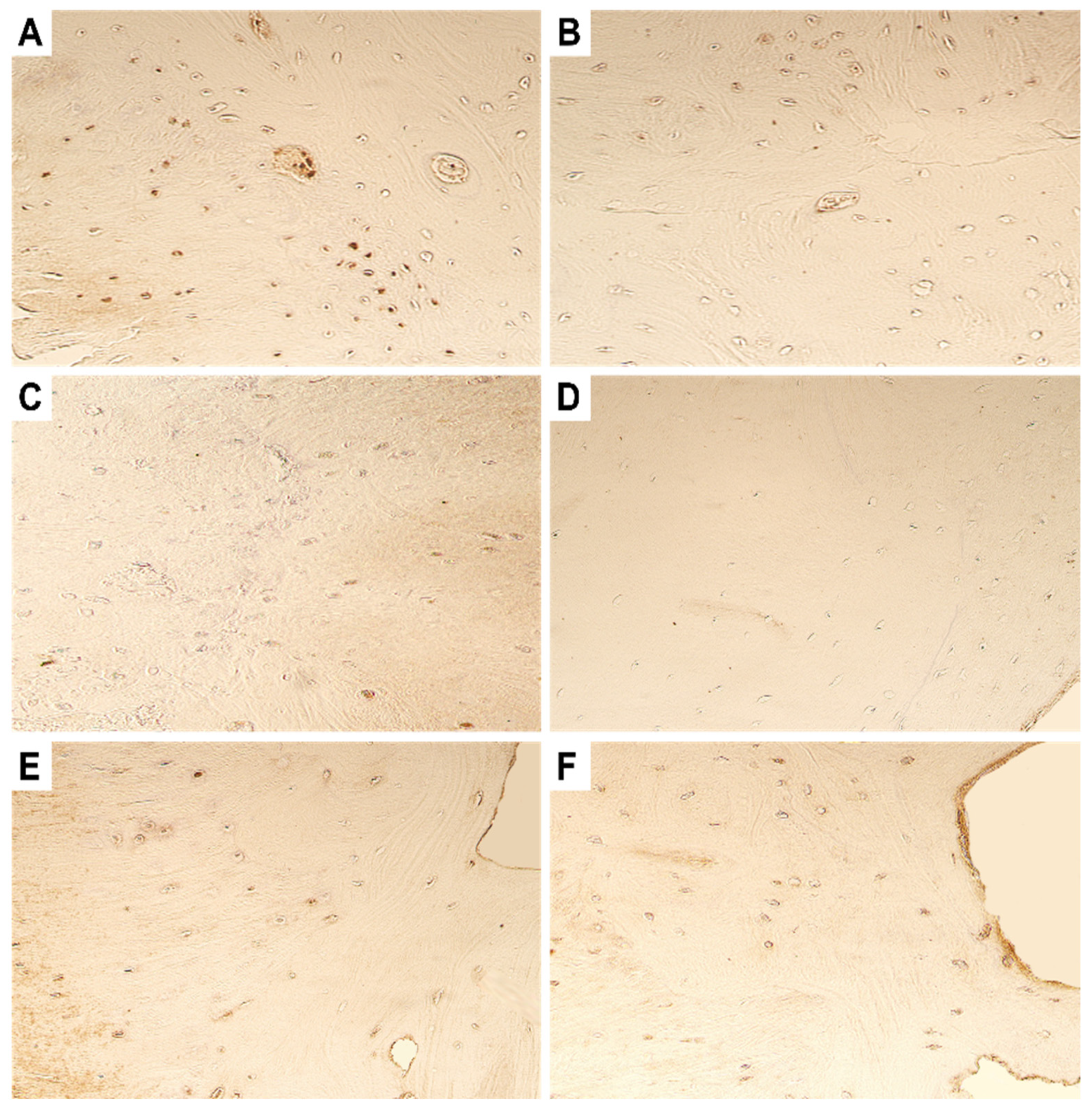 Dentistry 11 00016 g006