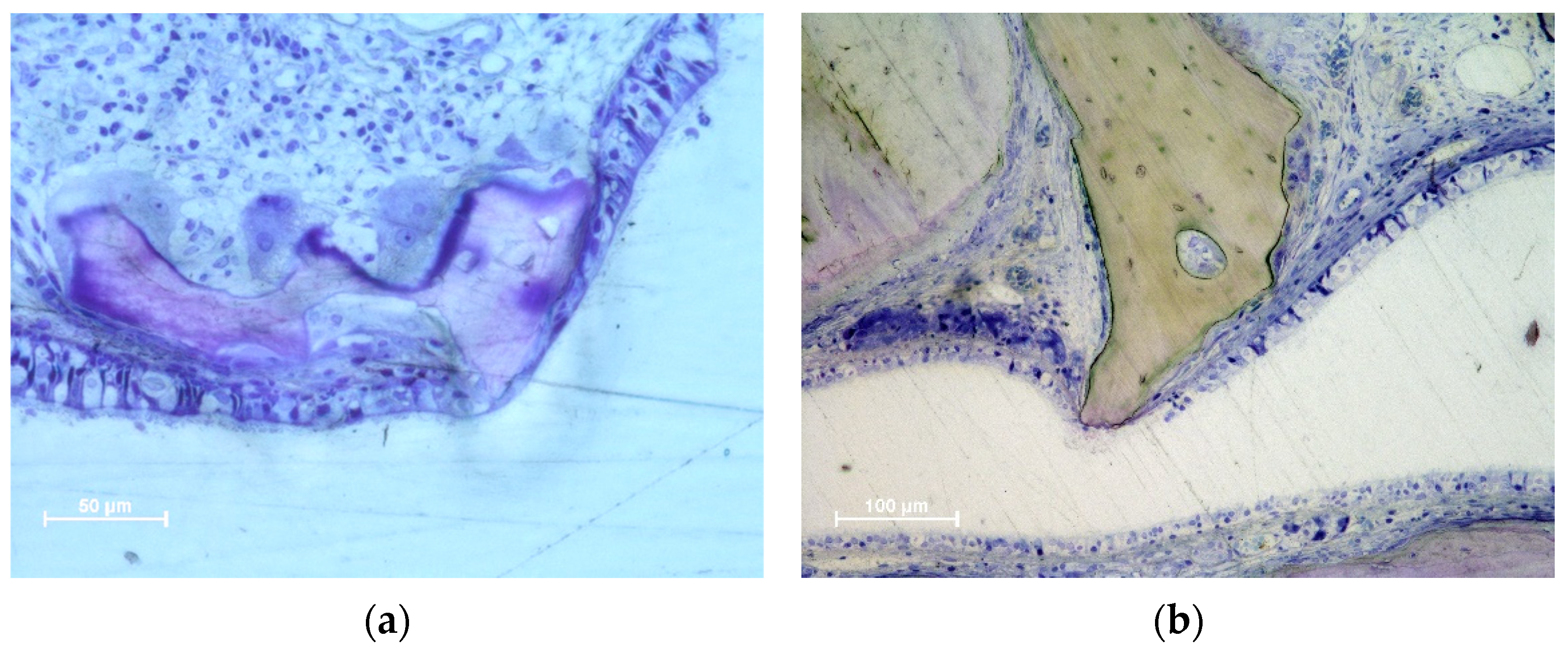 Dentistry 11 00031 g009