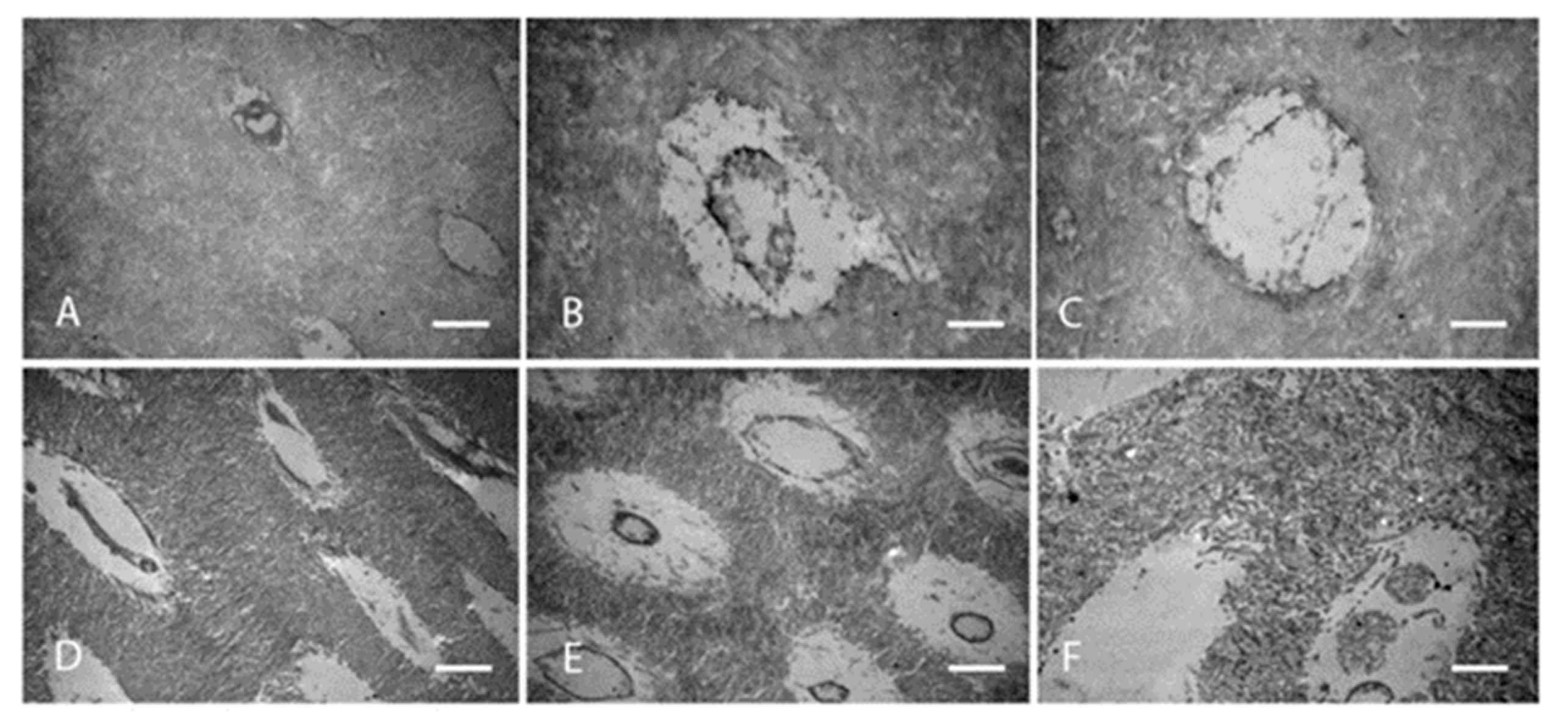 Dentistry 11 00095 g007 Dentistry 11 00095 g007