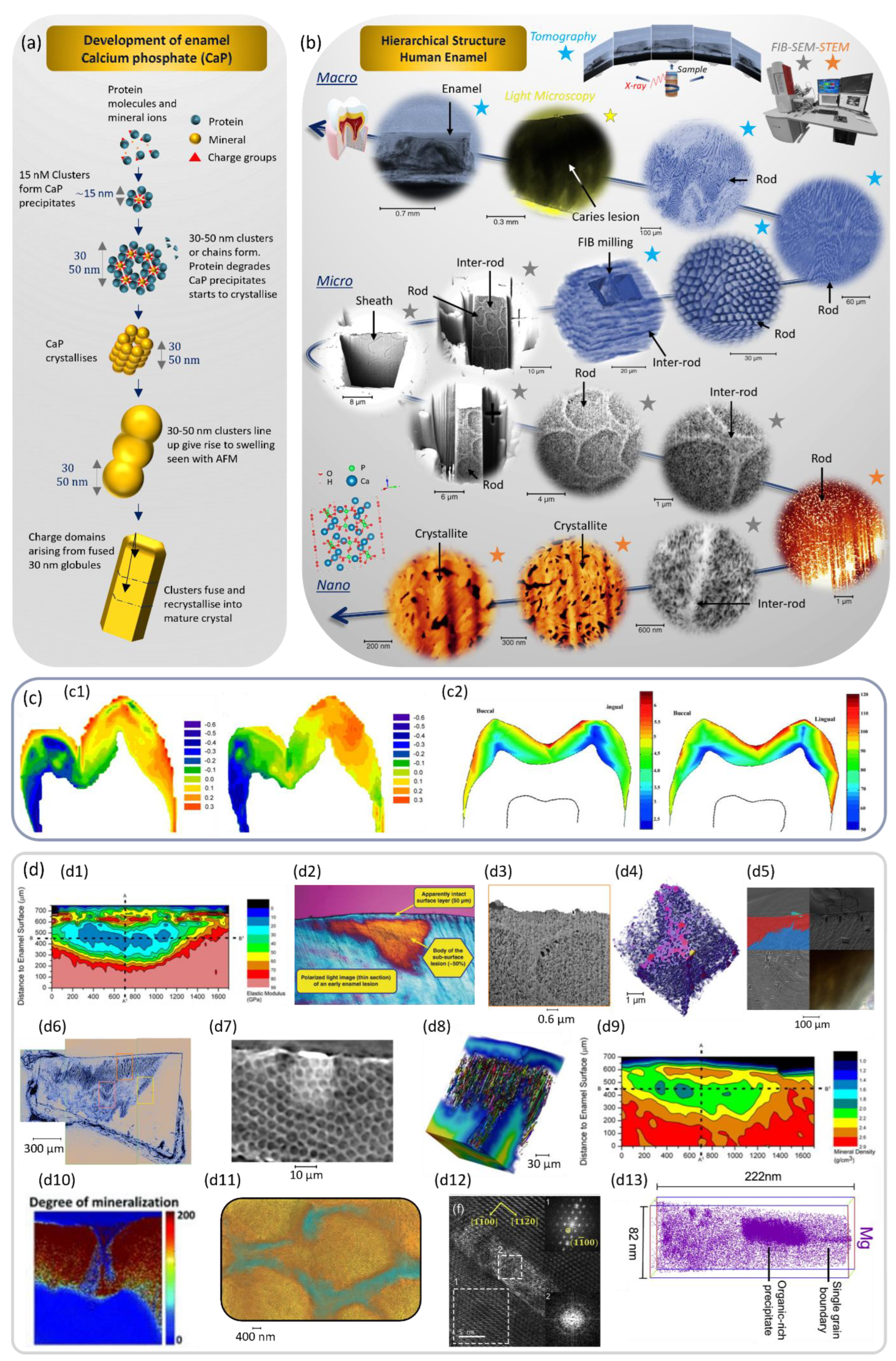 Dentistry 11 00098 g002
