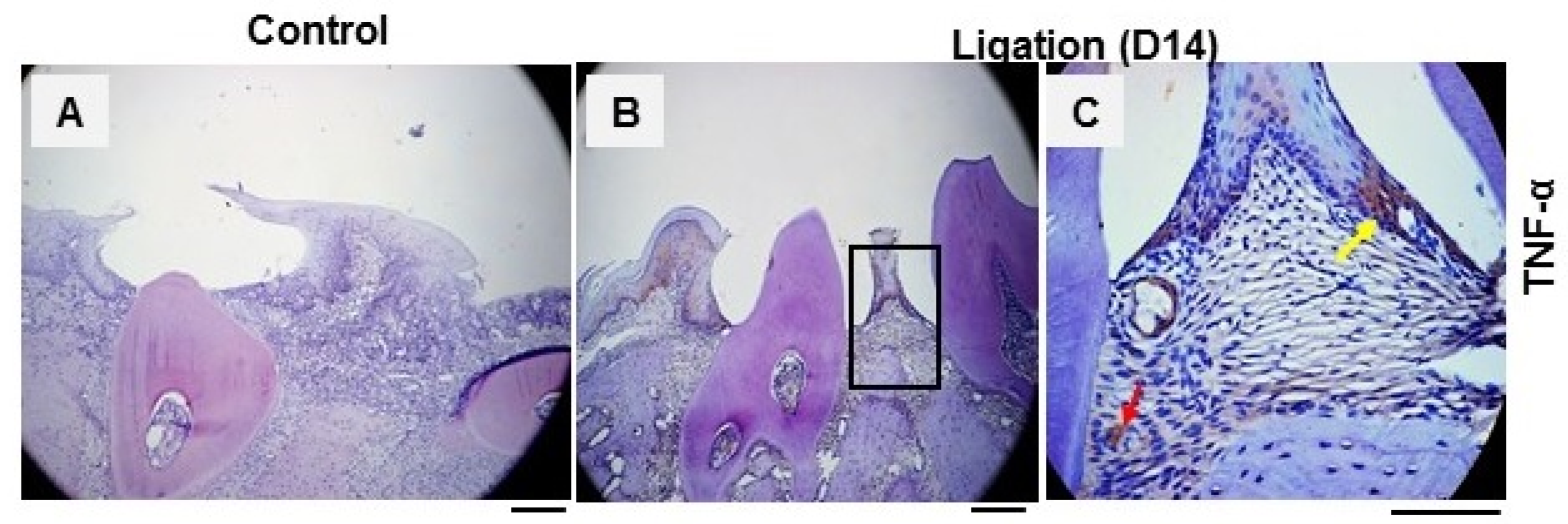 Dentistry 11 00129 g001