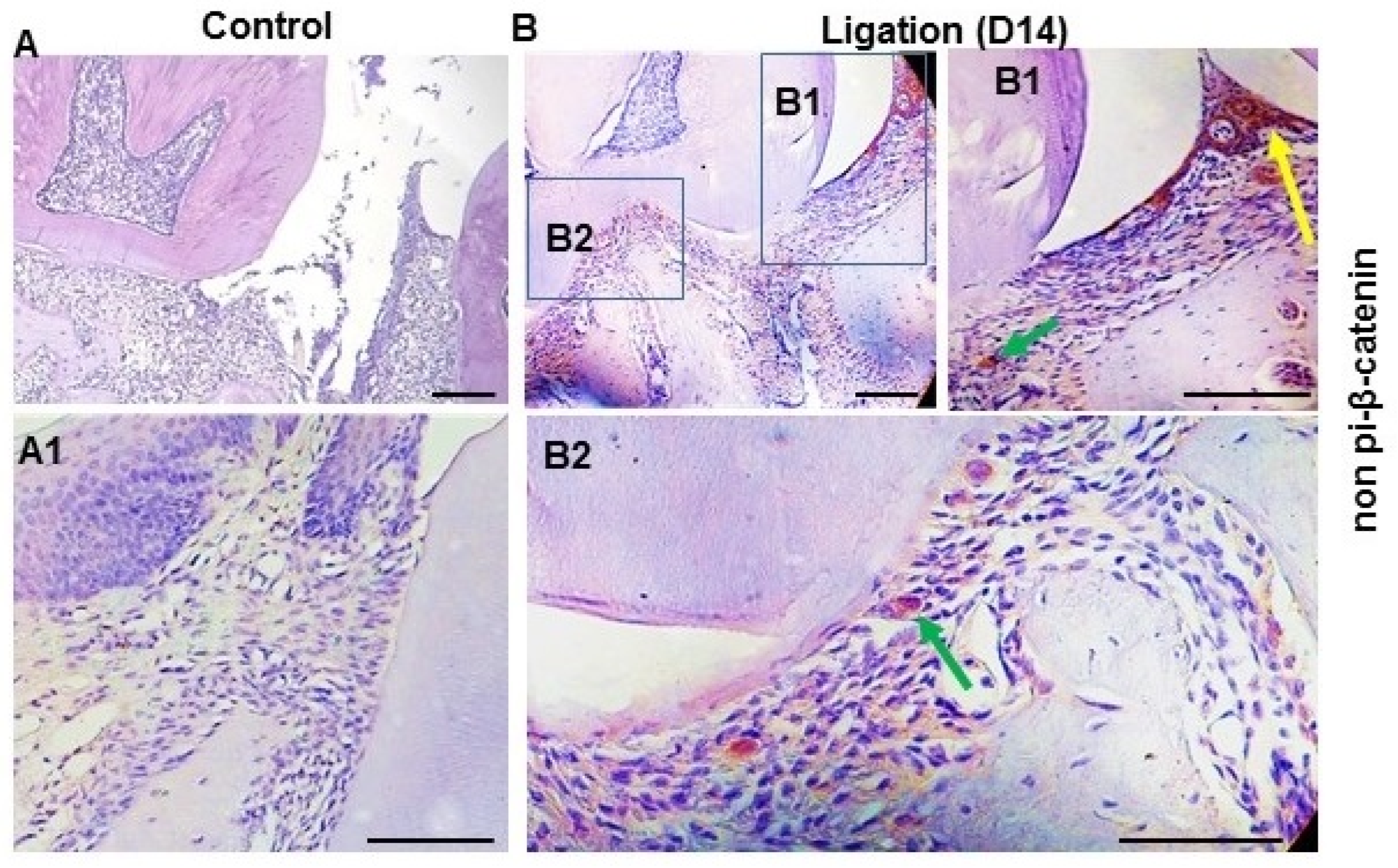 Dentistry 11 00129 g002