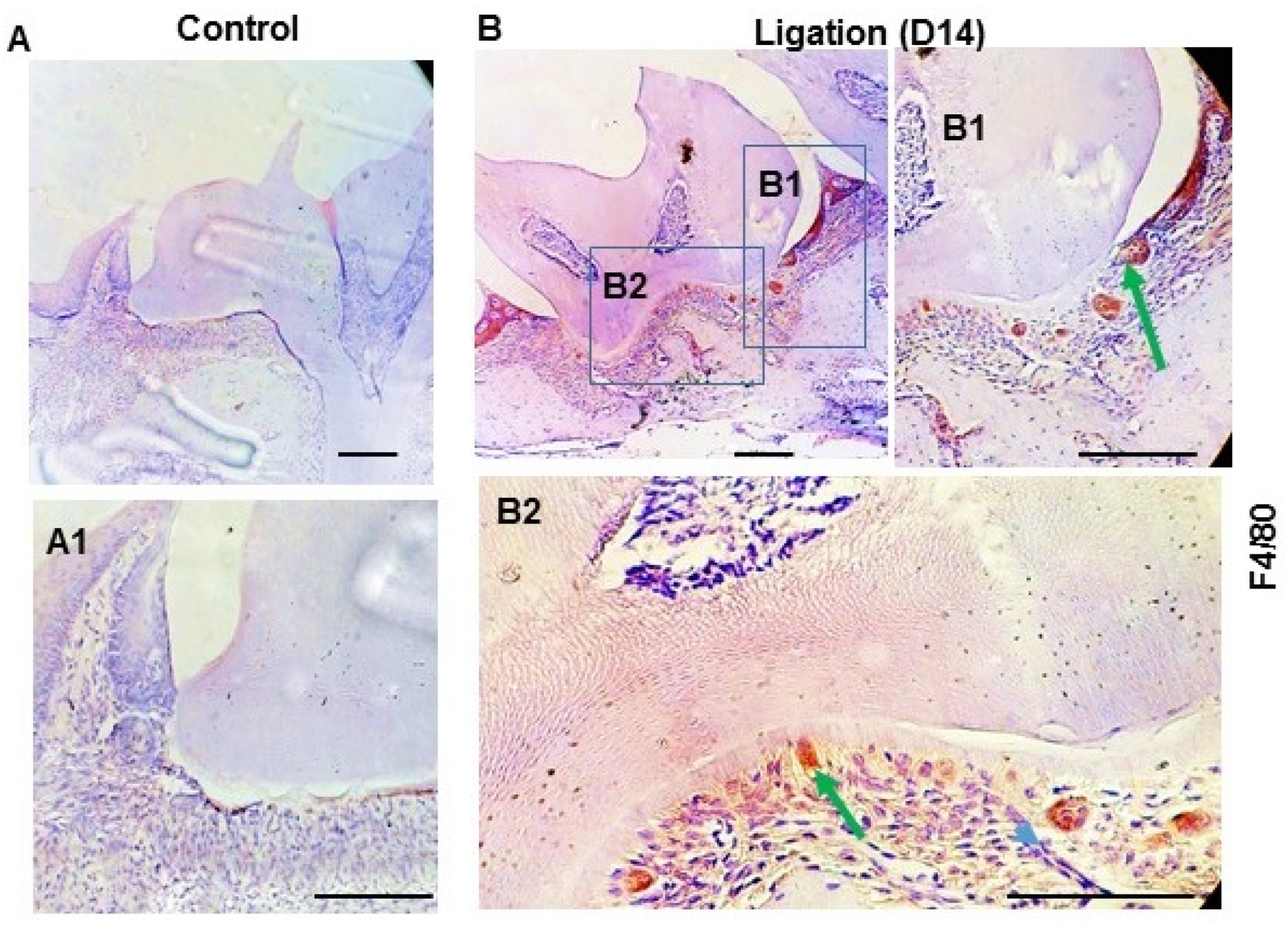 Dentistry 11 00129 g003