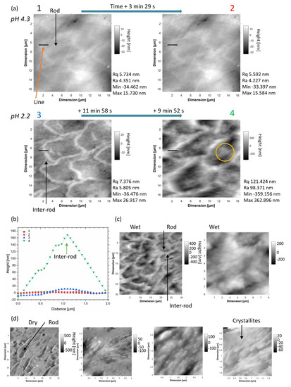 Time-Lapse In Situ 3D Imaging Analysis of Human Enamel Demineralisation ...