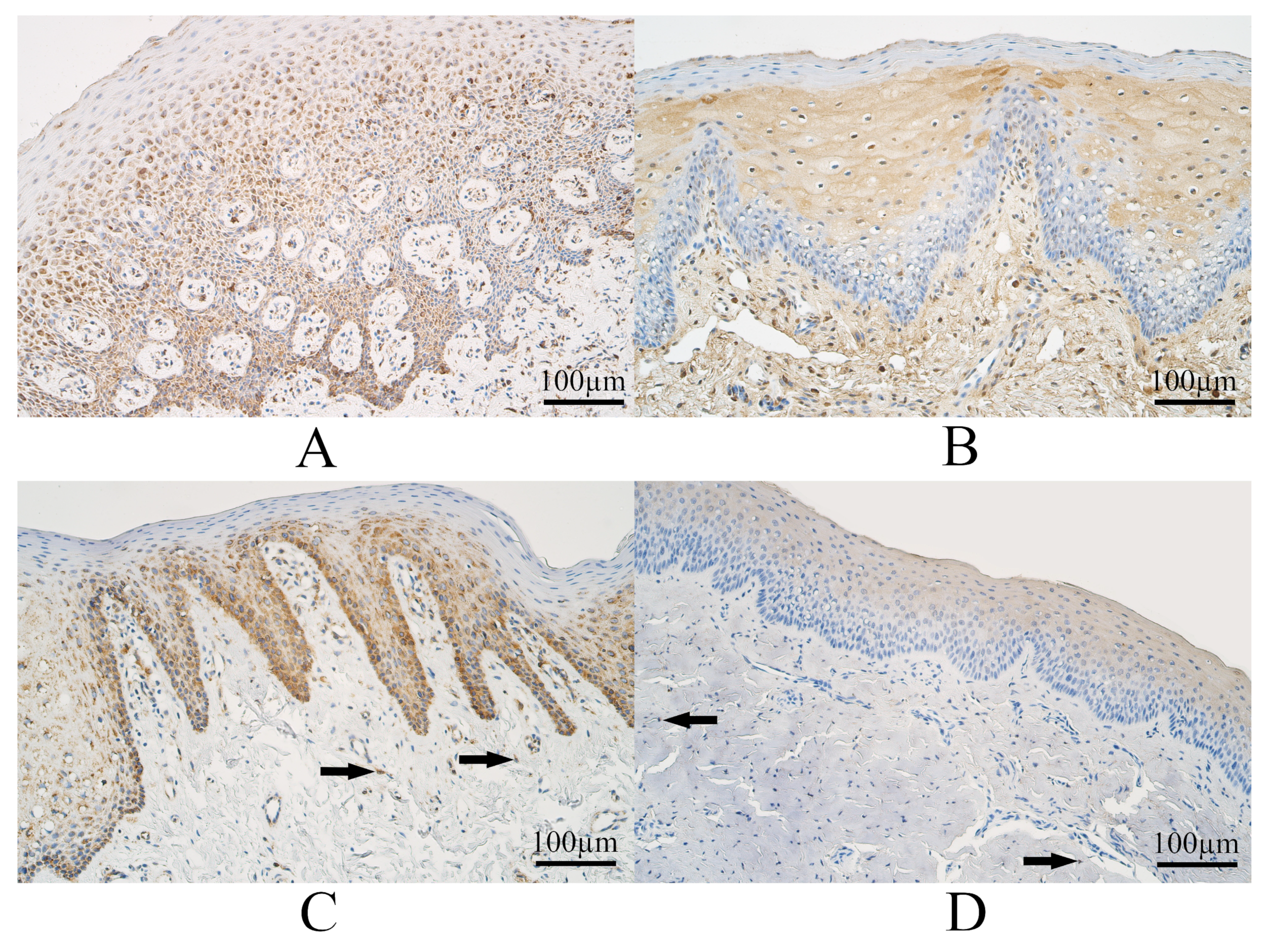 Dentistry 11 00151 g001 Dentistry 11 00151 g001