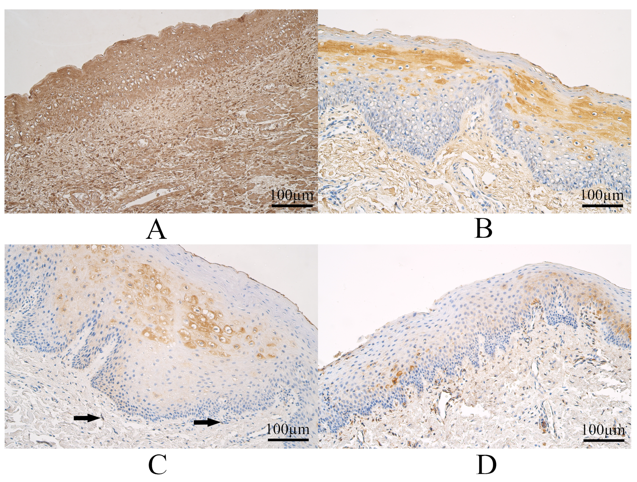 Dentistry 11 00151 g002 Dentistry 11 00151 g002