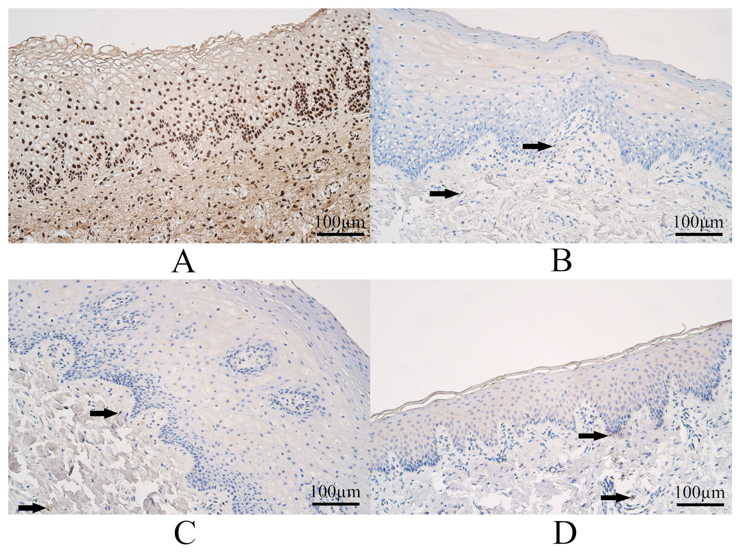 Dentistry 11 00151 g003 Dentistry 11 00151 g003