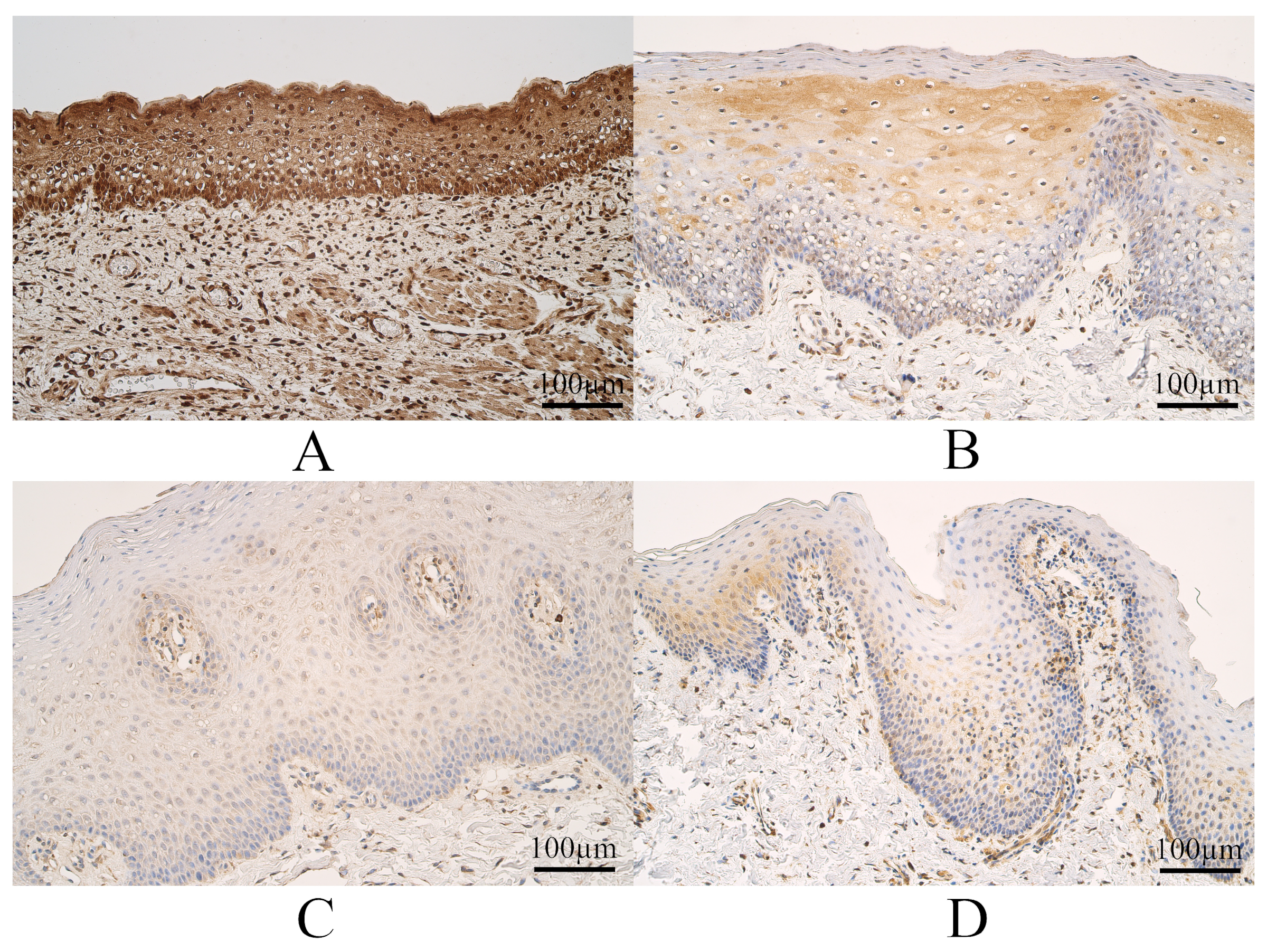 Dentistry 11 00151 g004 Dentistry 11 00151 g004
