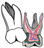 Dentistry 11 00206 i002