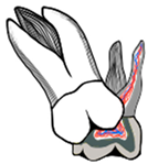 Dentistry 11 00206 i004