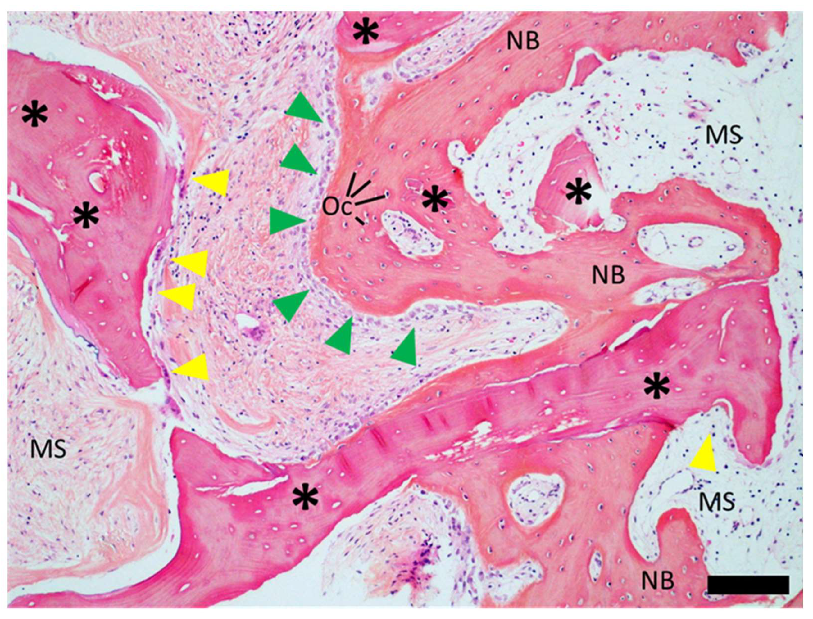 Dentistry 12 00042 g011