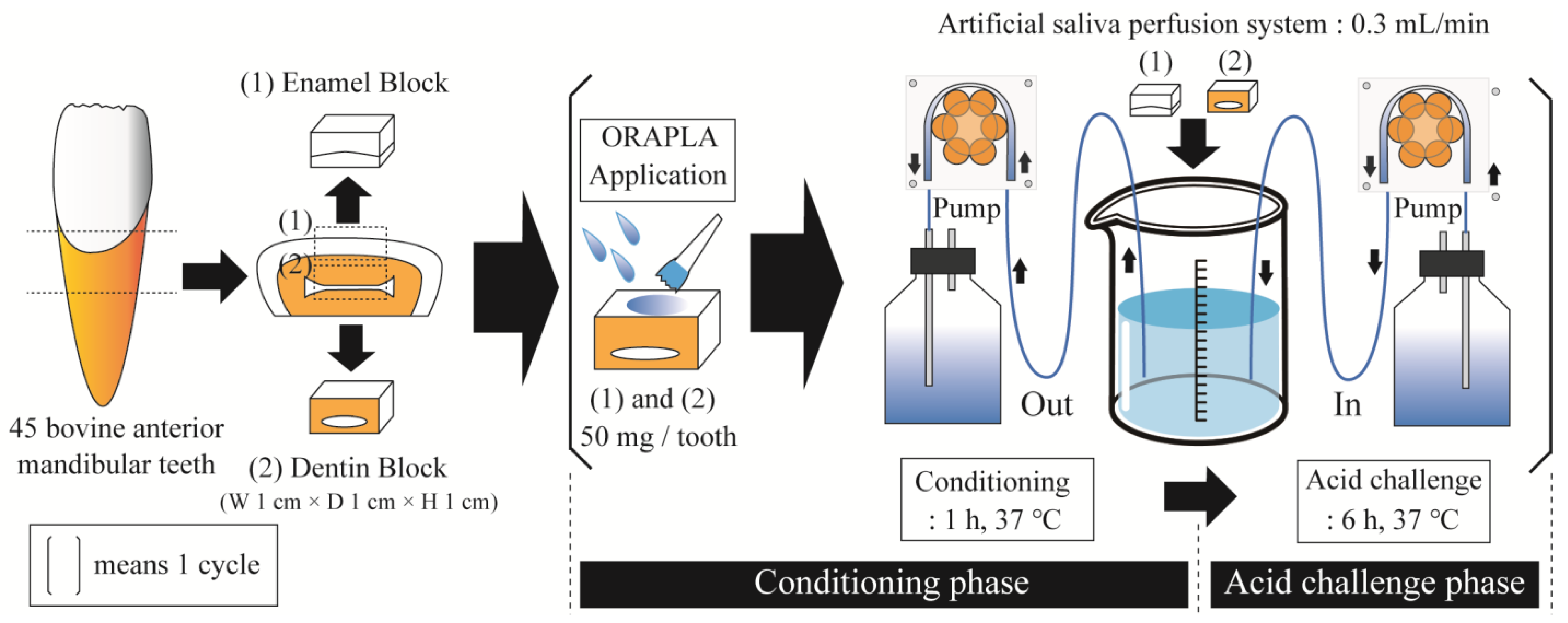 Dentistry 12 00070 g001