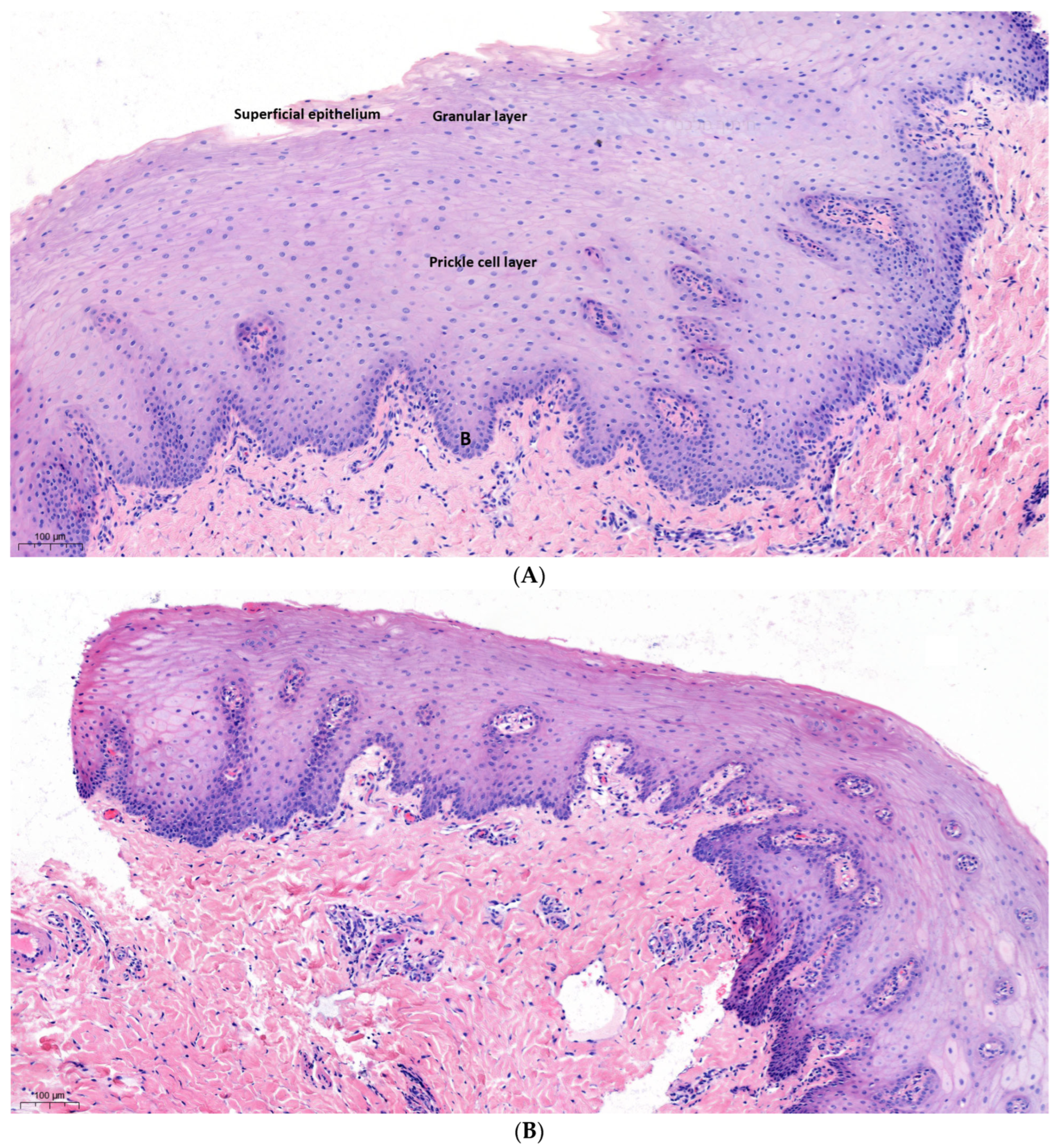 Dentistry 12 00151 g003a
