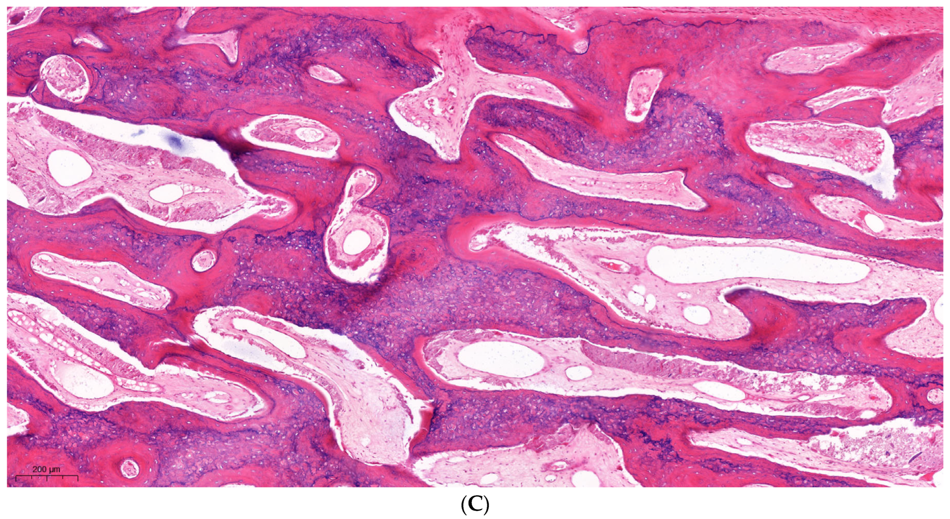 Dentistry 12 00151 g004b