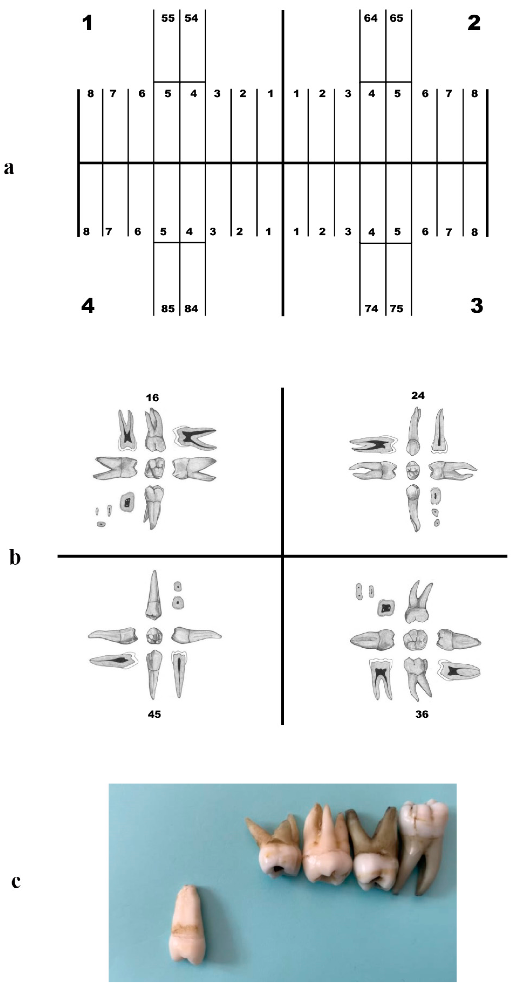Dentistry 12 00162 g002