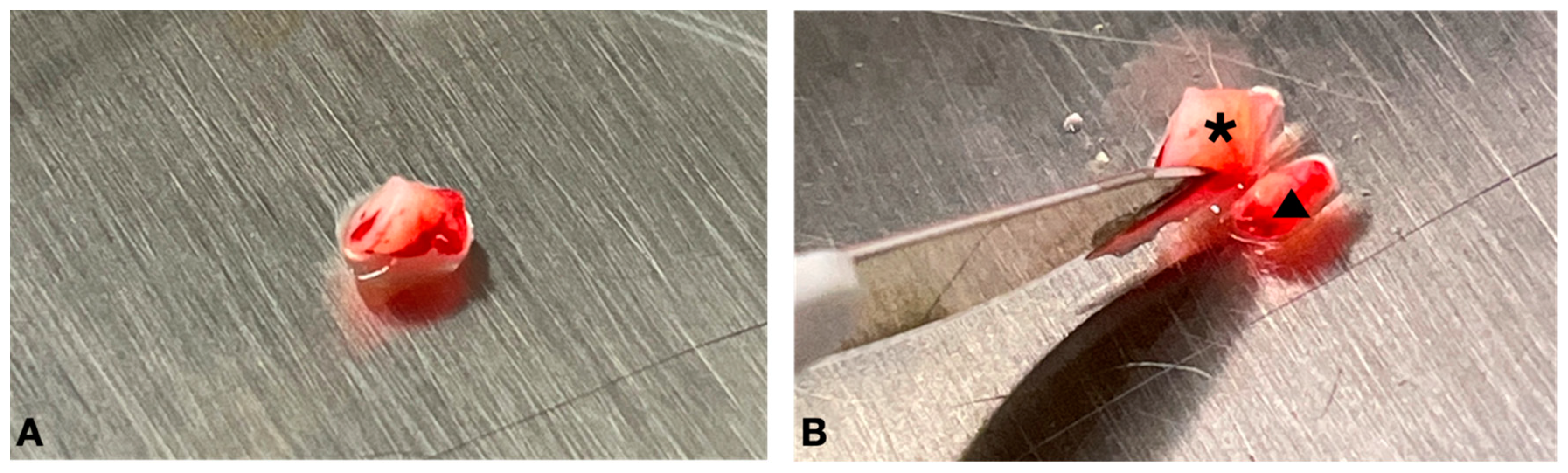 Dentistry 12 00172 g006