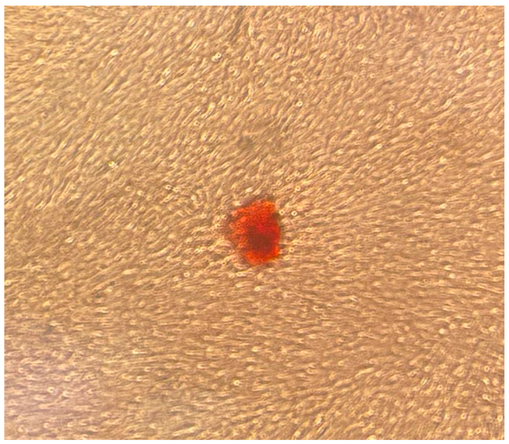 Dentistry 12 00172 g010