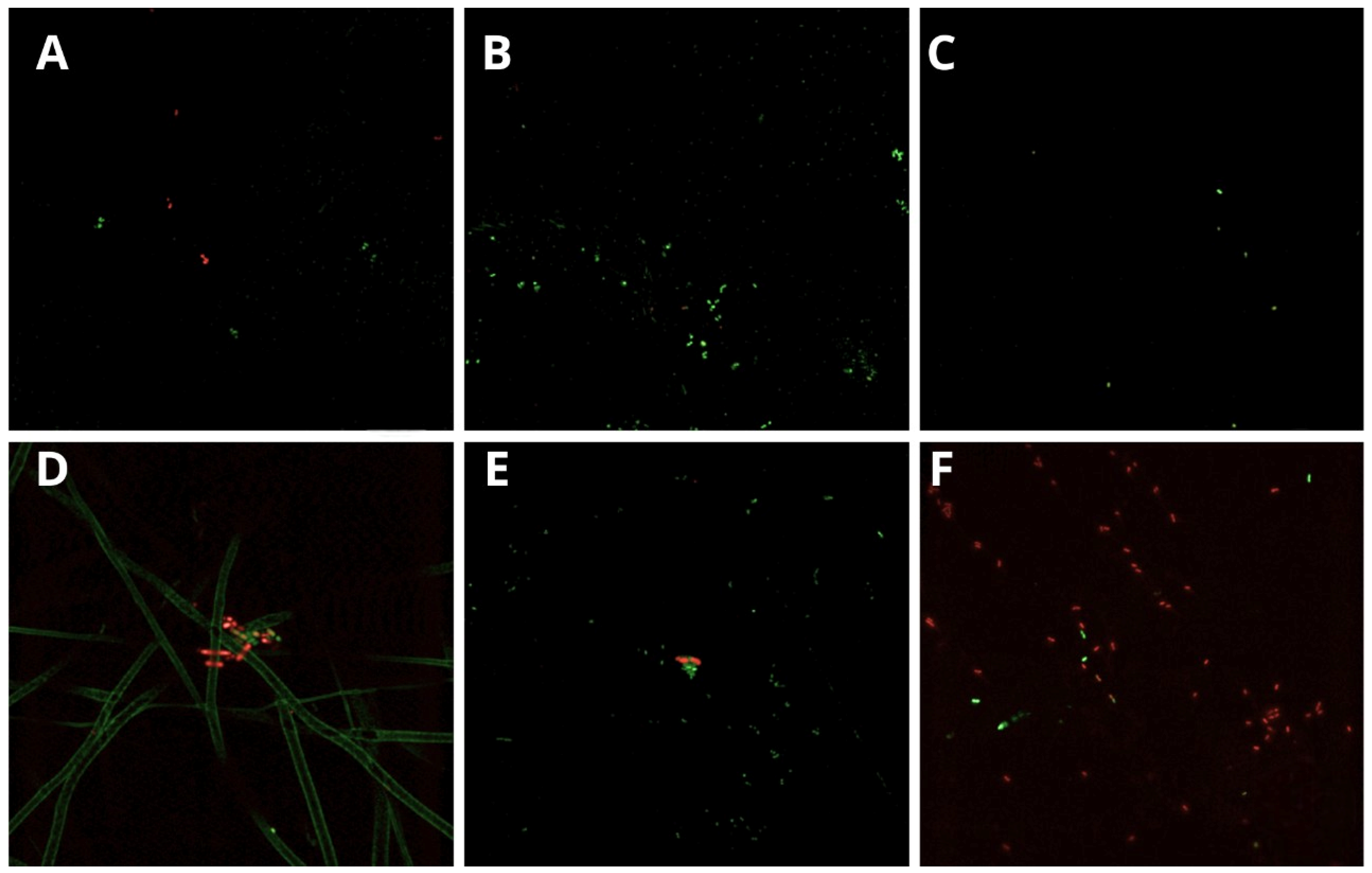 Dentistry 12 00202 g003
