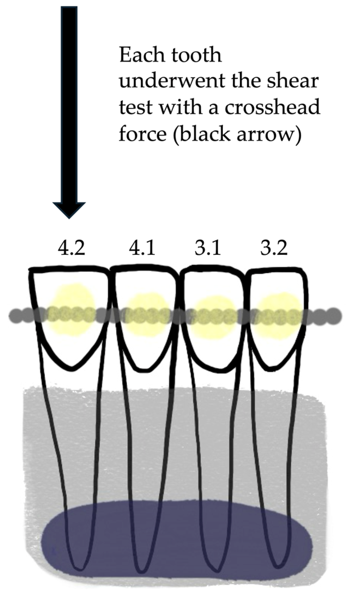 Dentistry 12 00255 g001