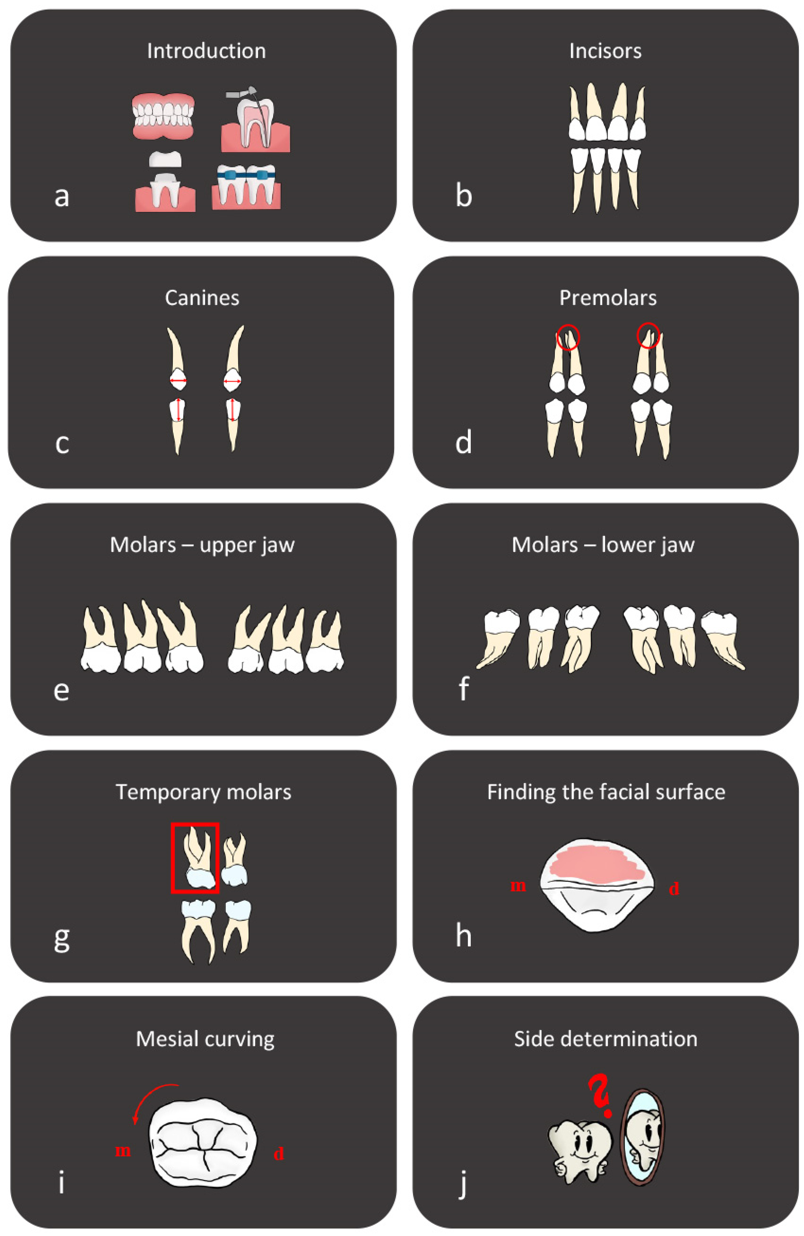 Dentistry 12 00270 g002