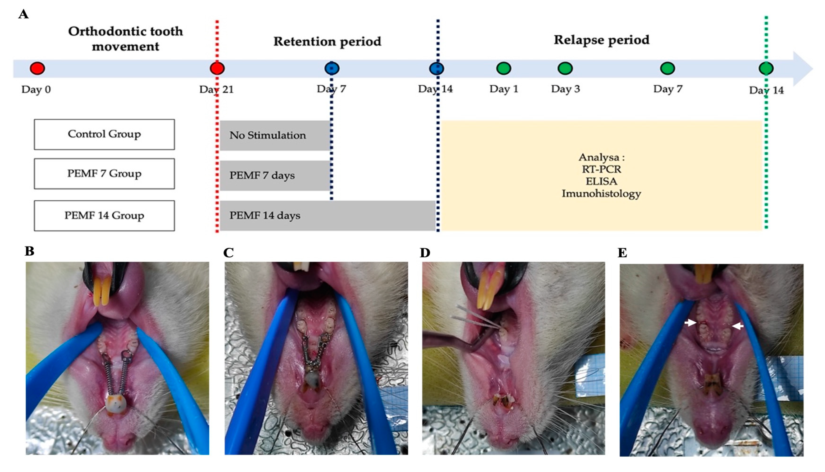 Dentistry 12 00287 g001