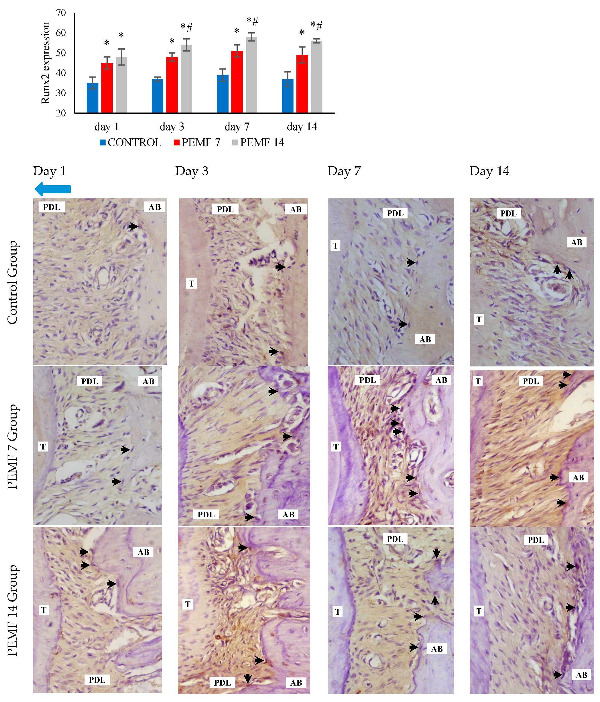 Dentistry 12 00287 g005
