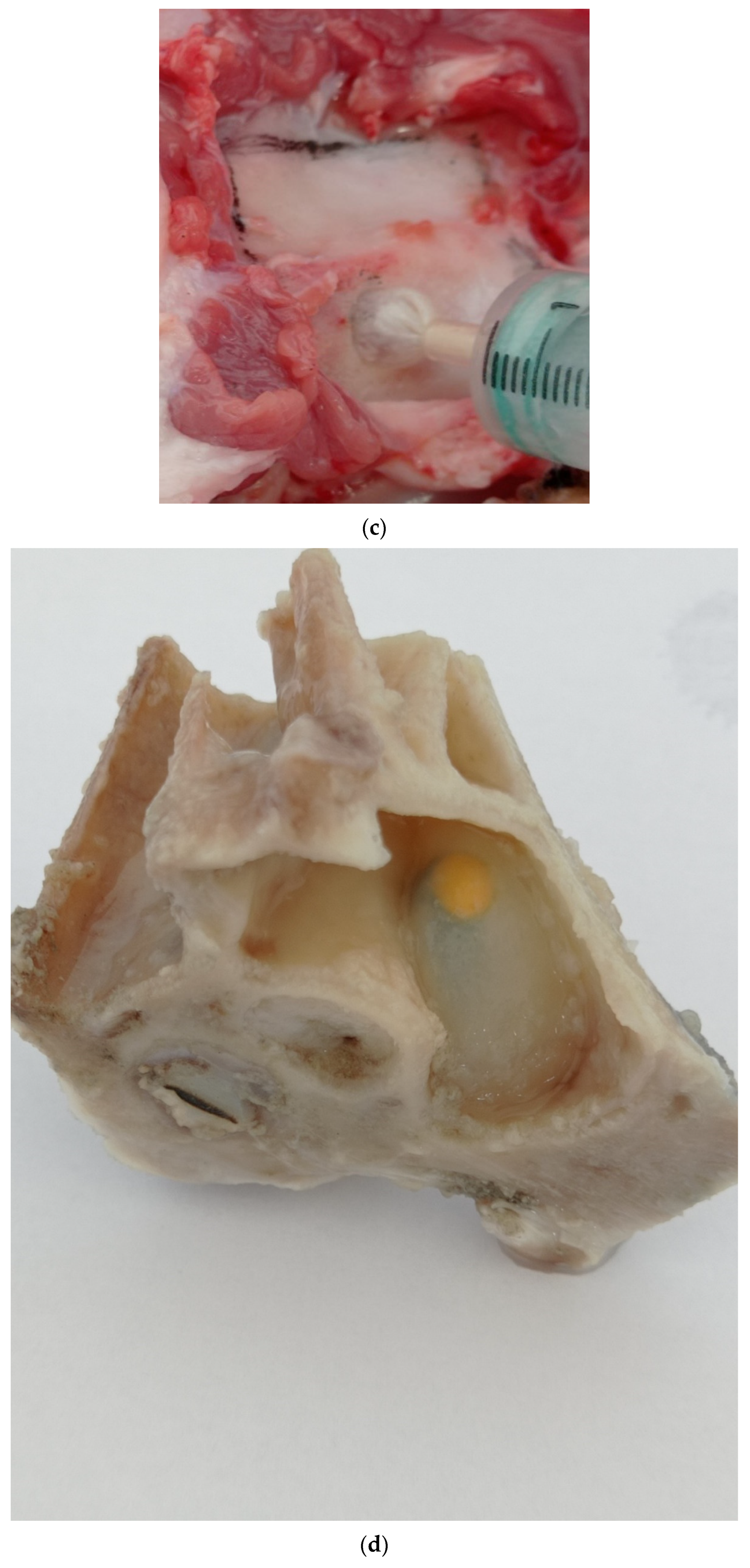Dentistry 12 00337 g001b