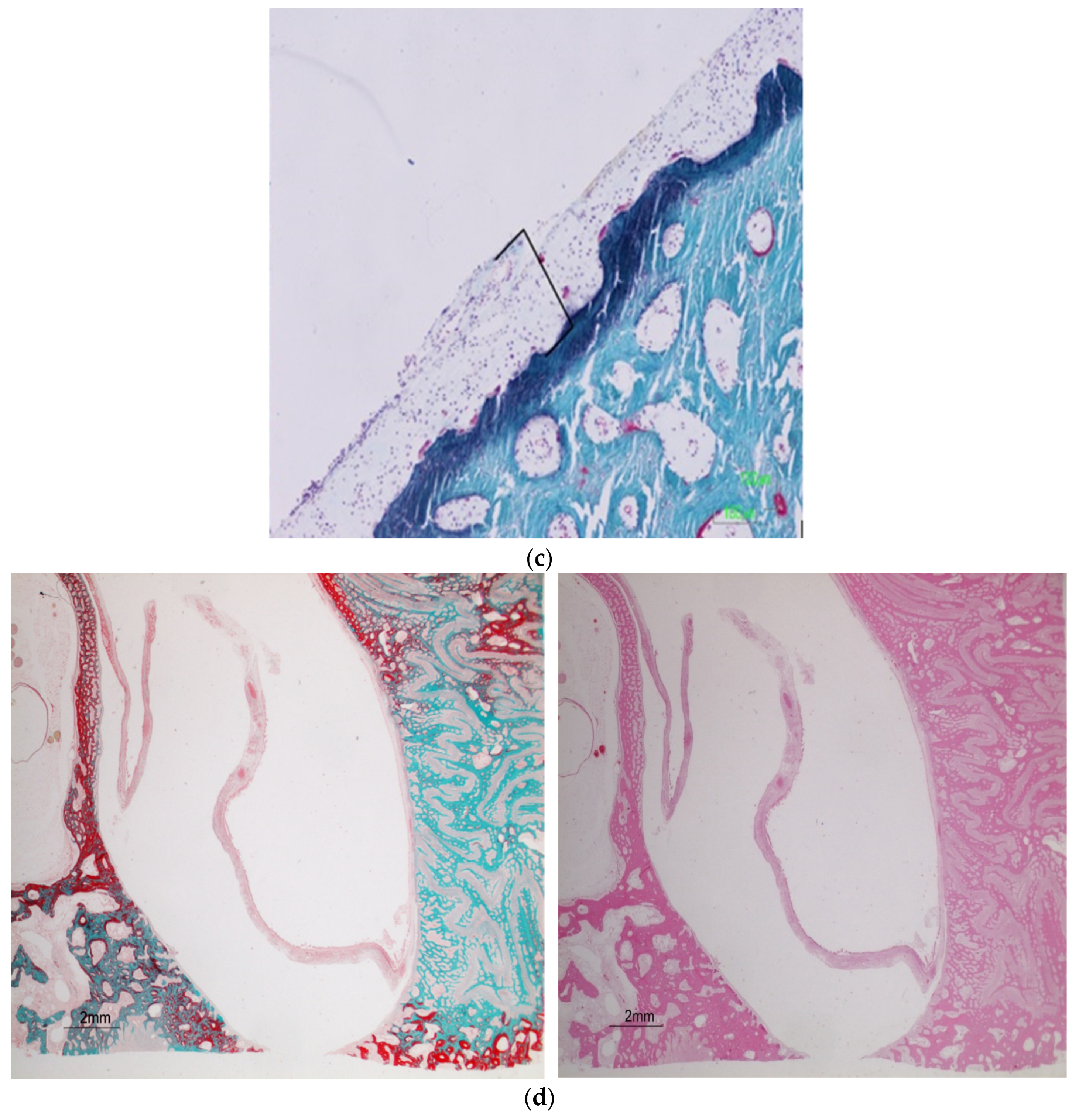 Dentistry 12 00337 g003b