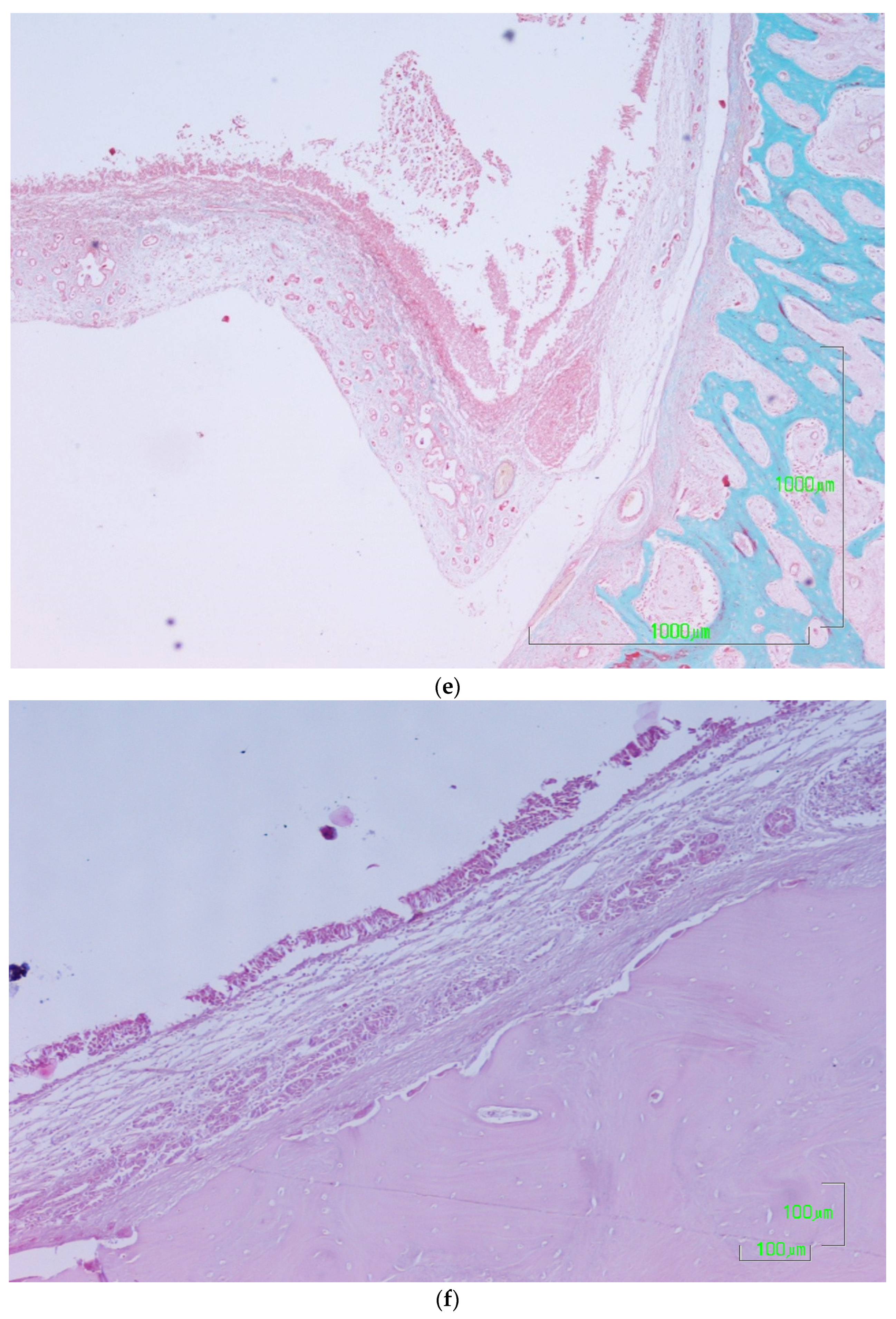 Dentistry 12 00337 g003c