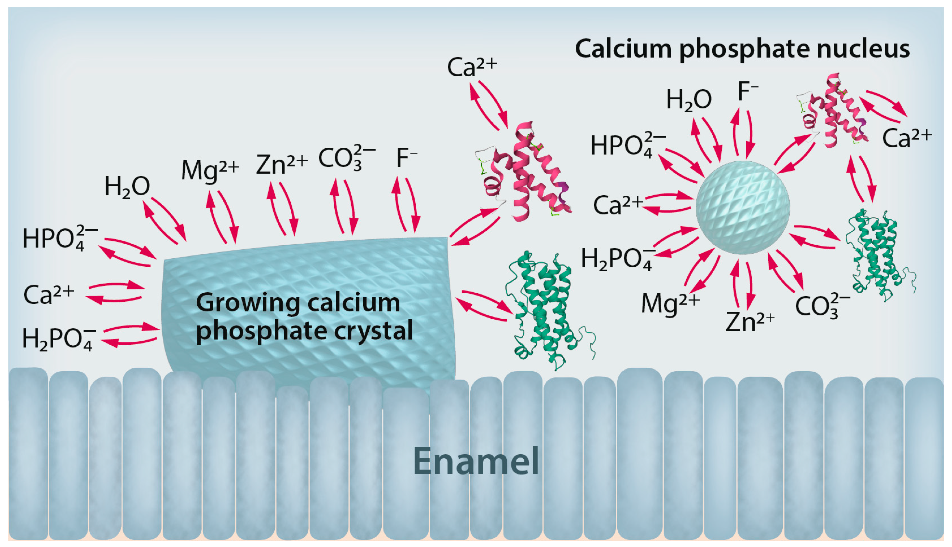 Dentistry 12 00339 g002
