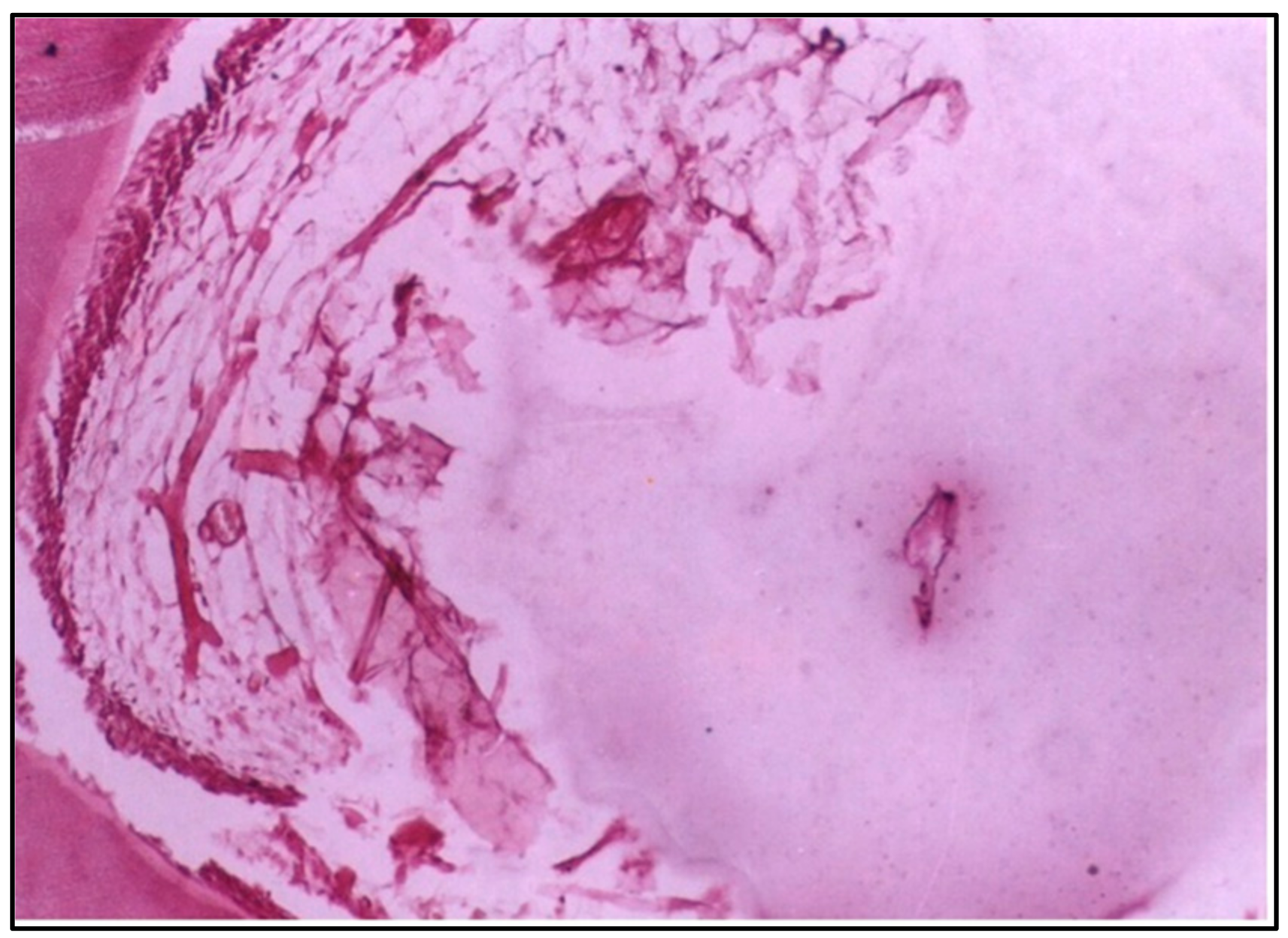 Dentistry 12 00343 g005