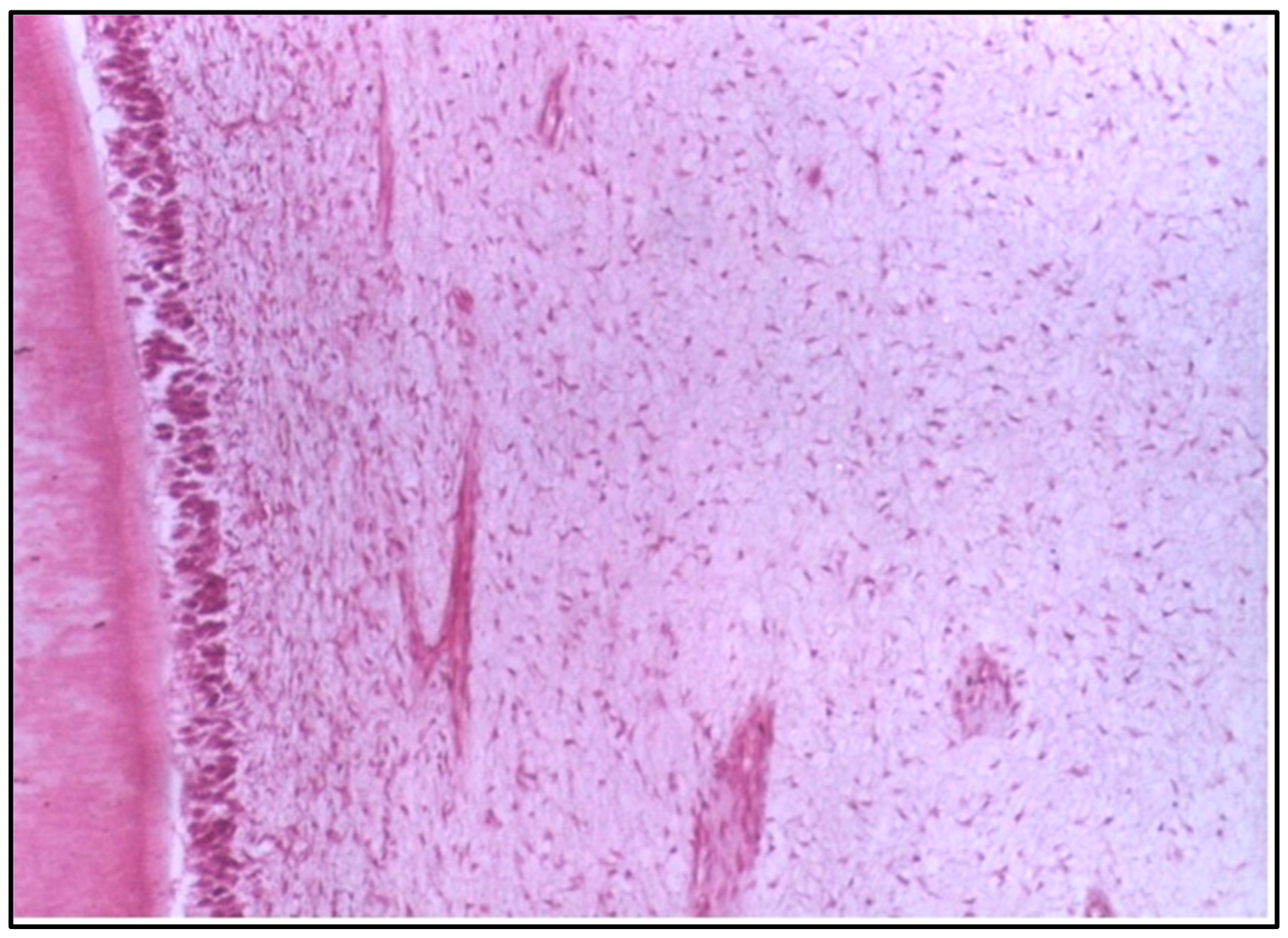 Dentistry 12 00343 g006