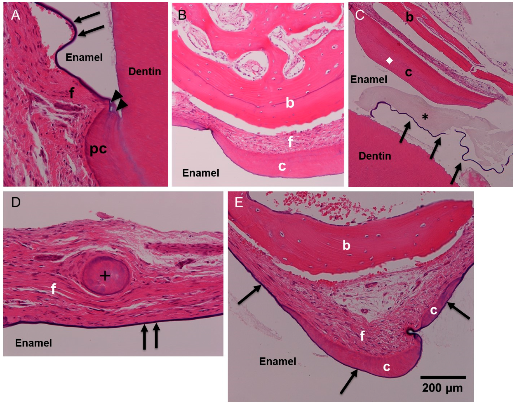 Dentistry 12 00348 g003