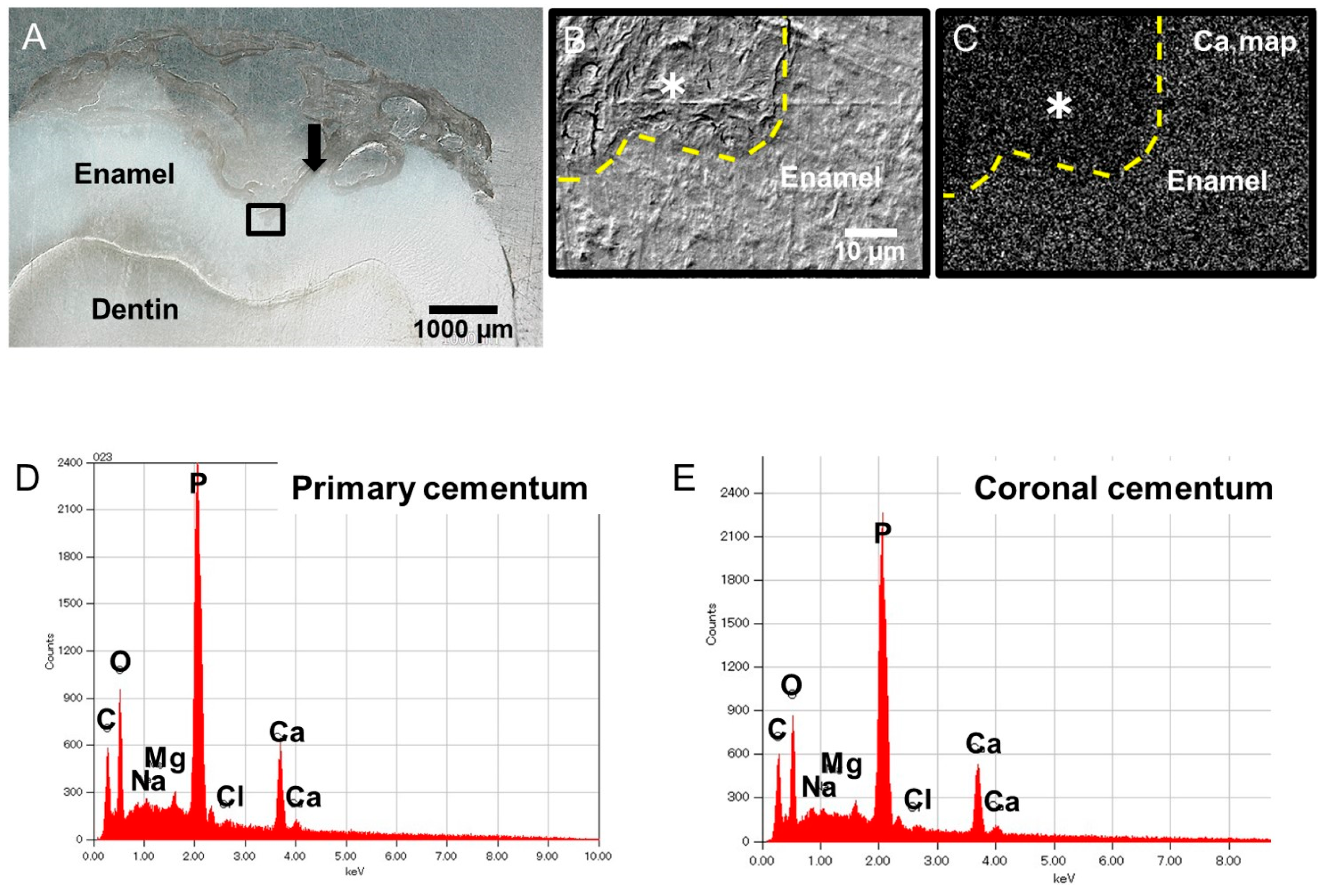 Dentistry 12 00348 g004