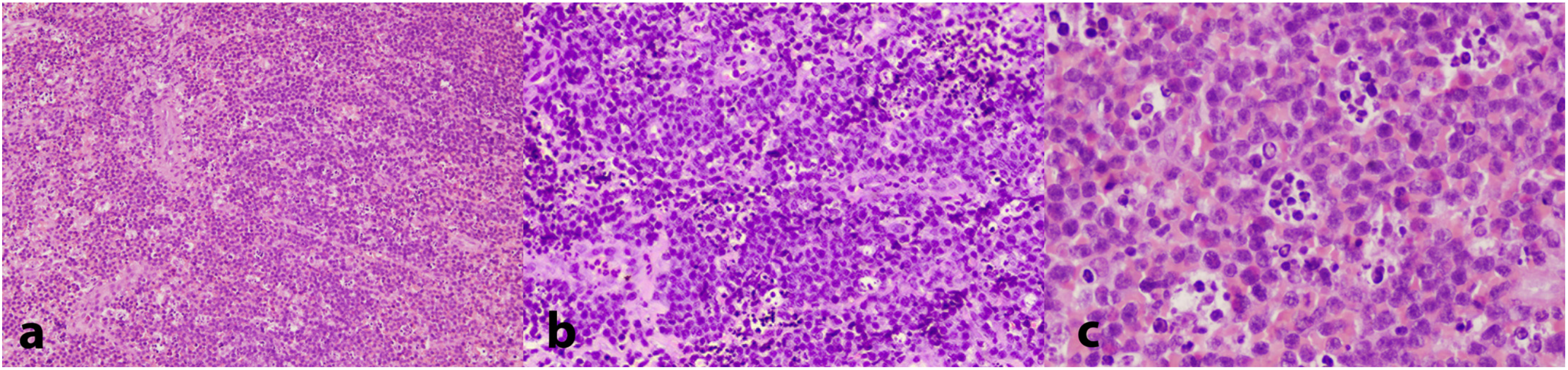 Dentistry 13 00006 g004