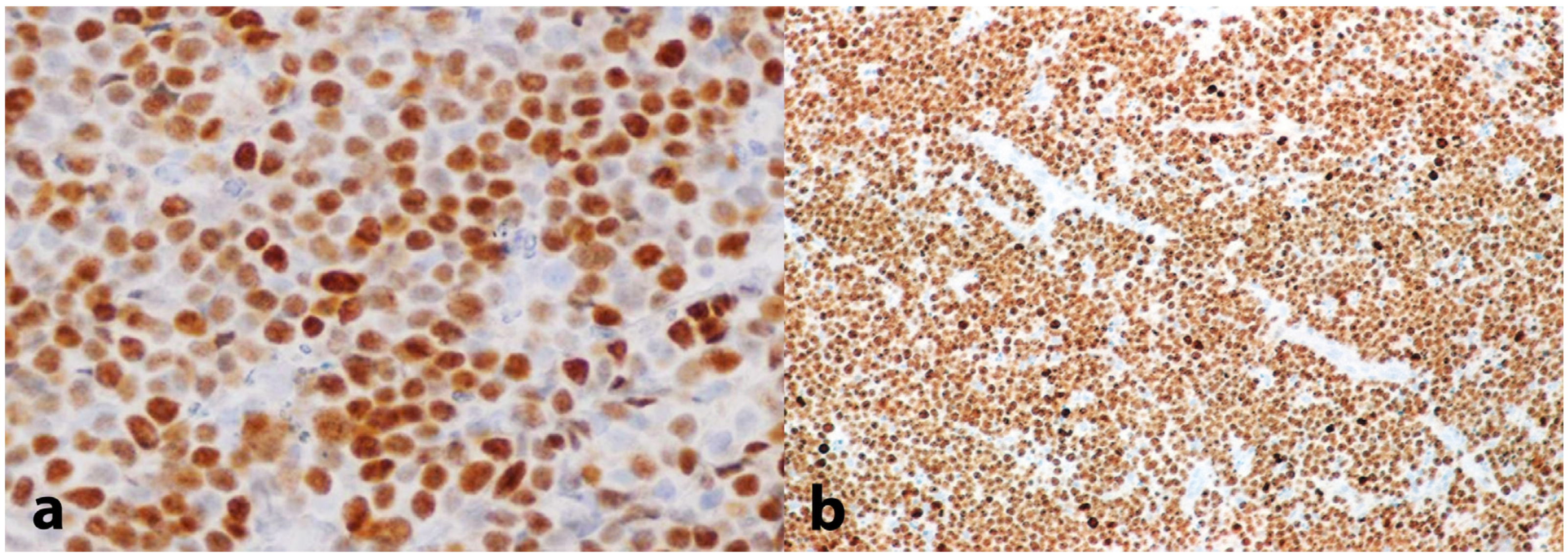 Dentistry 13 00006 g005