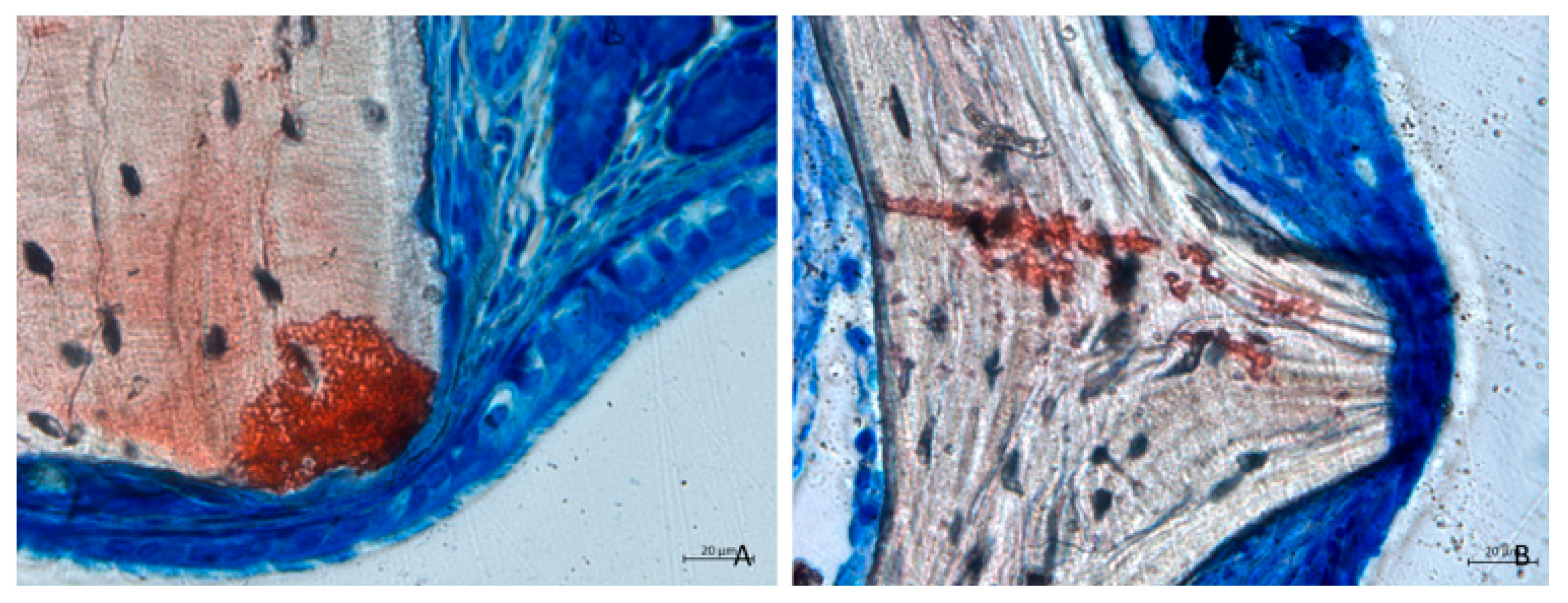 Dentistry 13 00019 g006