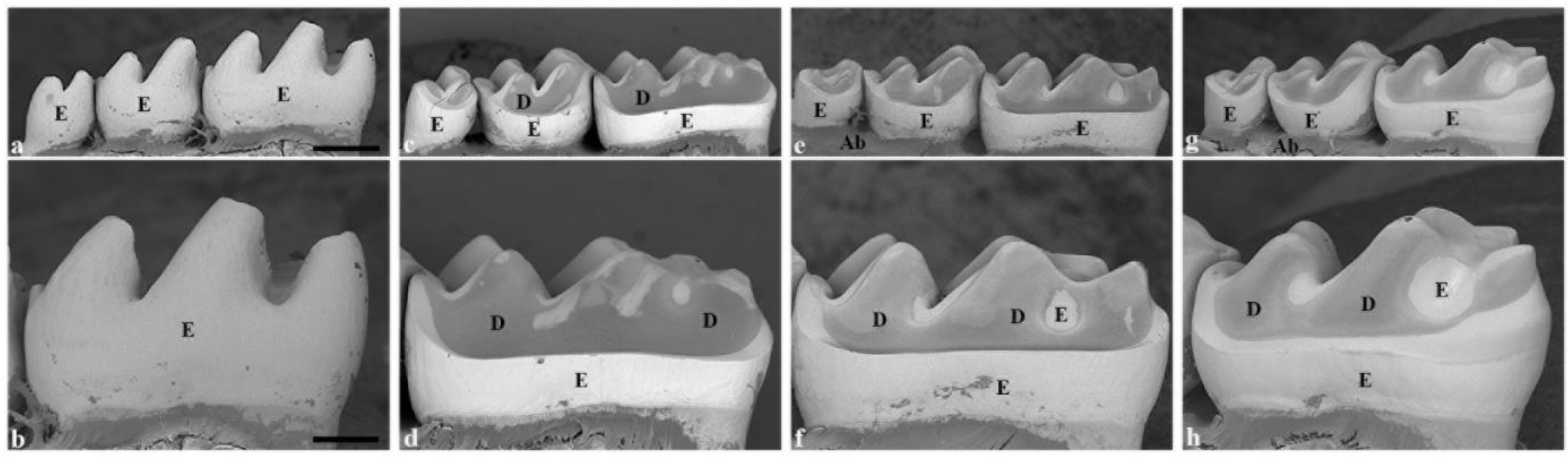 Dentistry 13 00046 g002