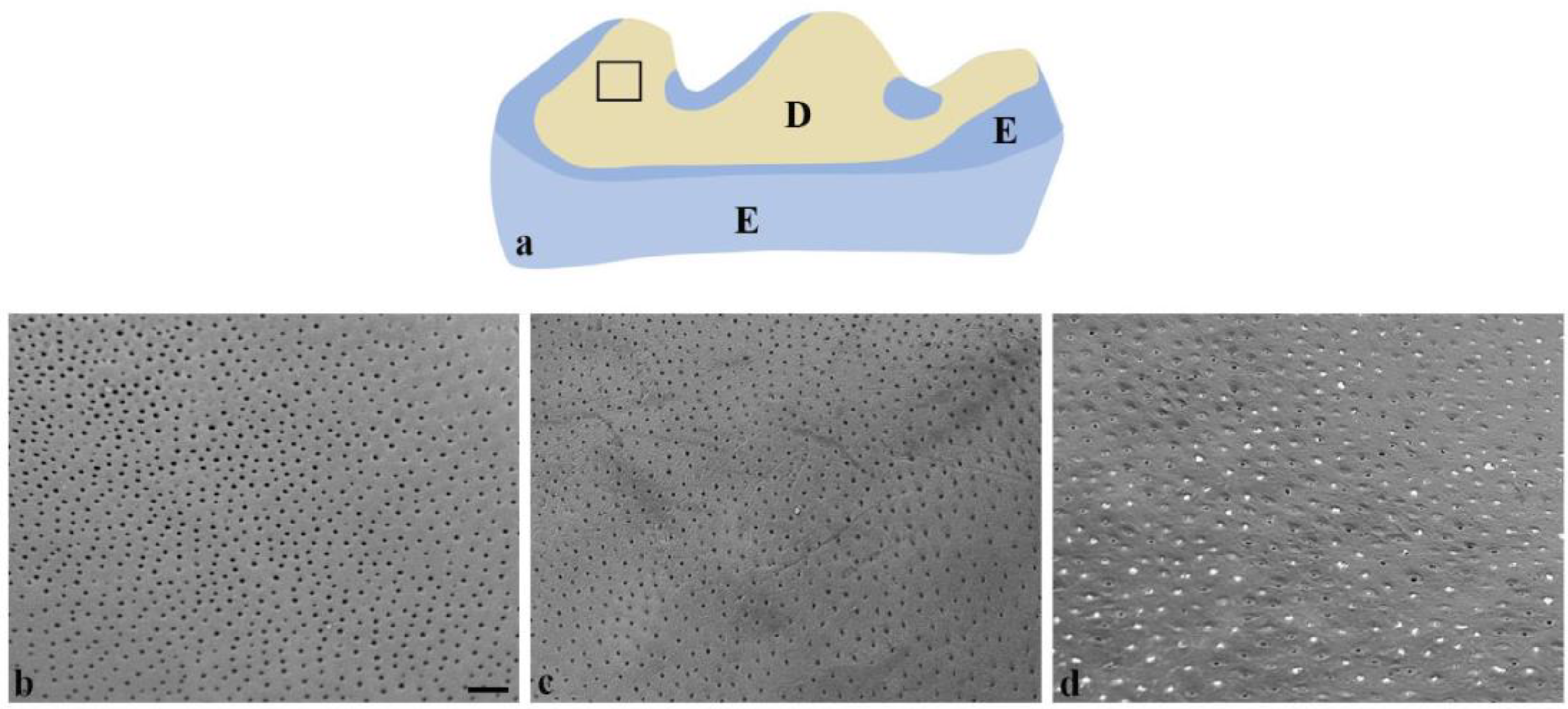 Dentistry 13 00046 g004