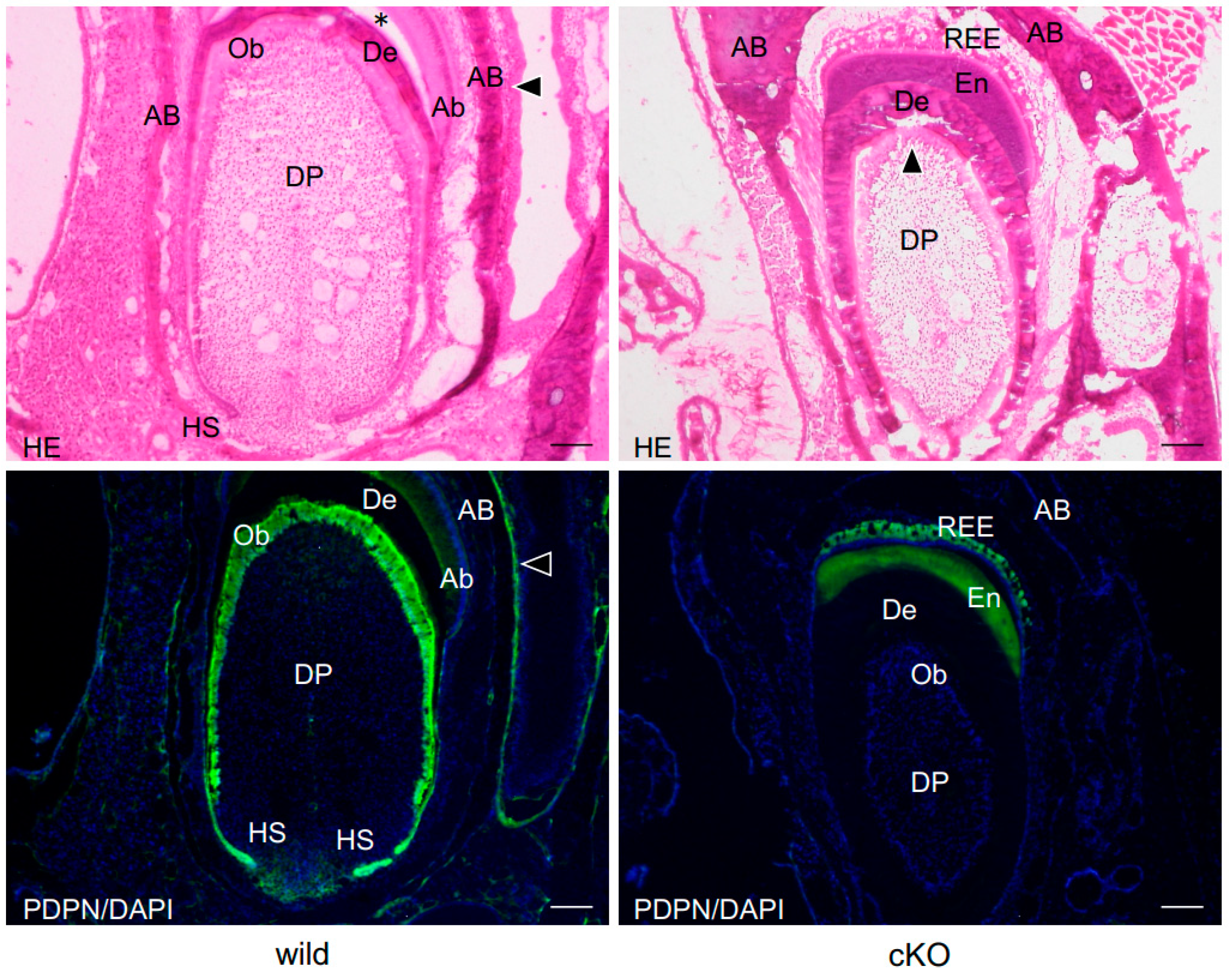Dentistry 13 00061 g001