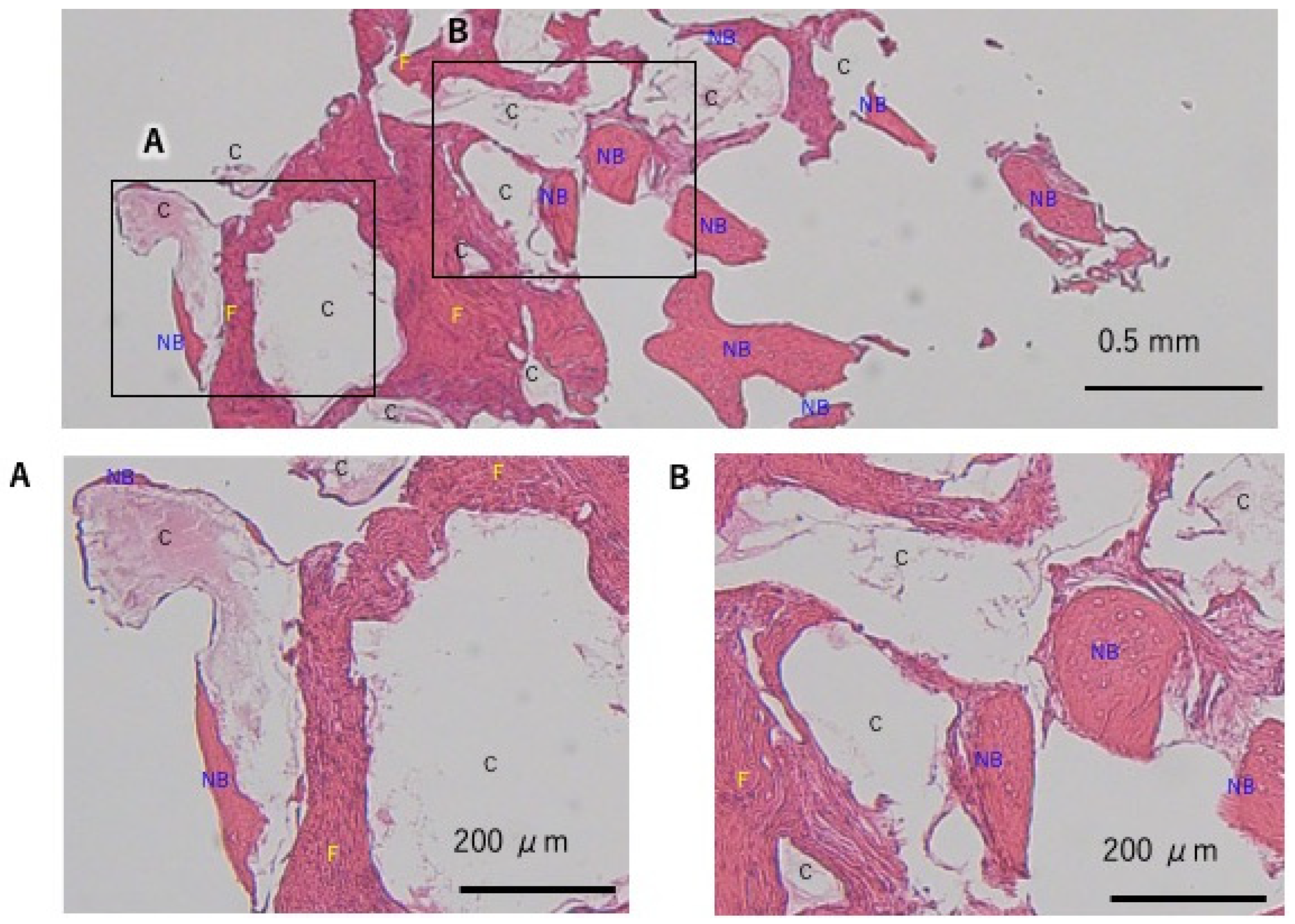 Dentistry 13 00085 g006
